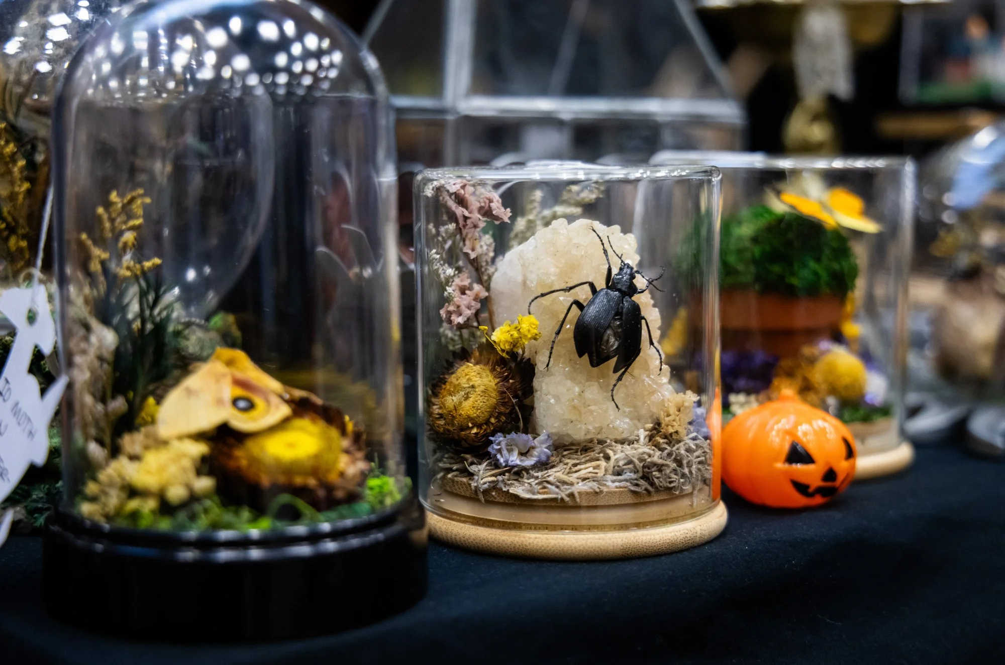 Several glass terrariums with decorative items, including a black beetle on a white mineral, yellow flowers, and dried plants, displayed on a black surface in a store or exhibit.