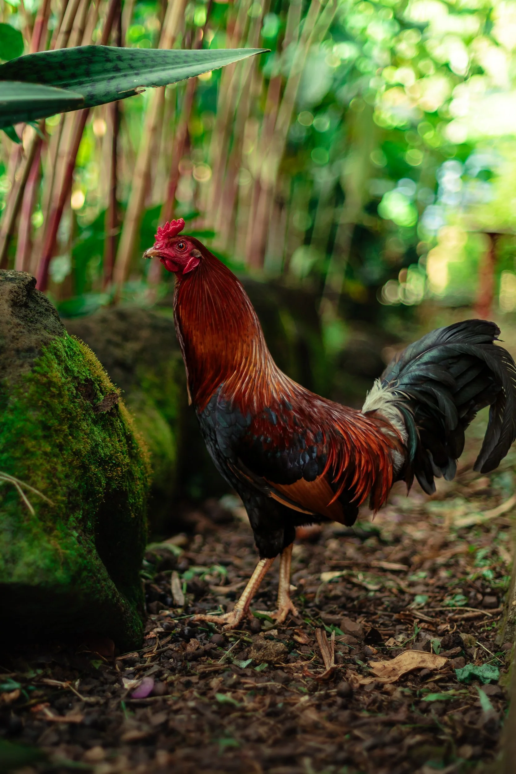 Wild rooster standing among mossy rocks and tropical plants on Kauai Hawaii, island wildlife photography by James Brasier