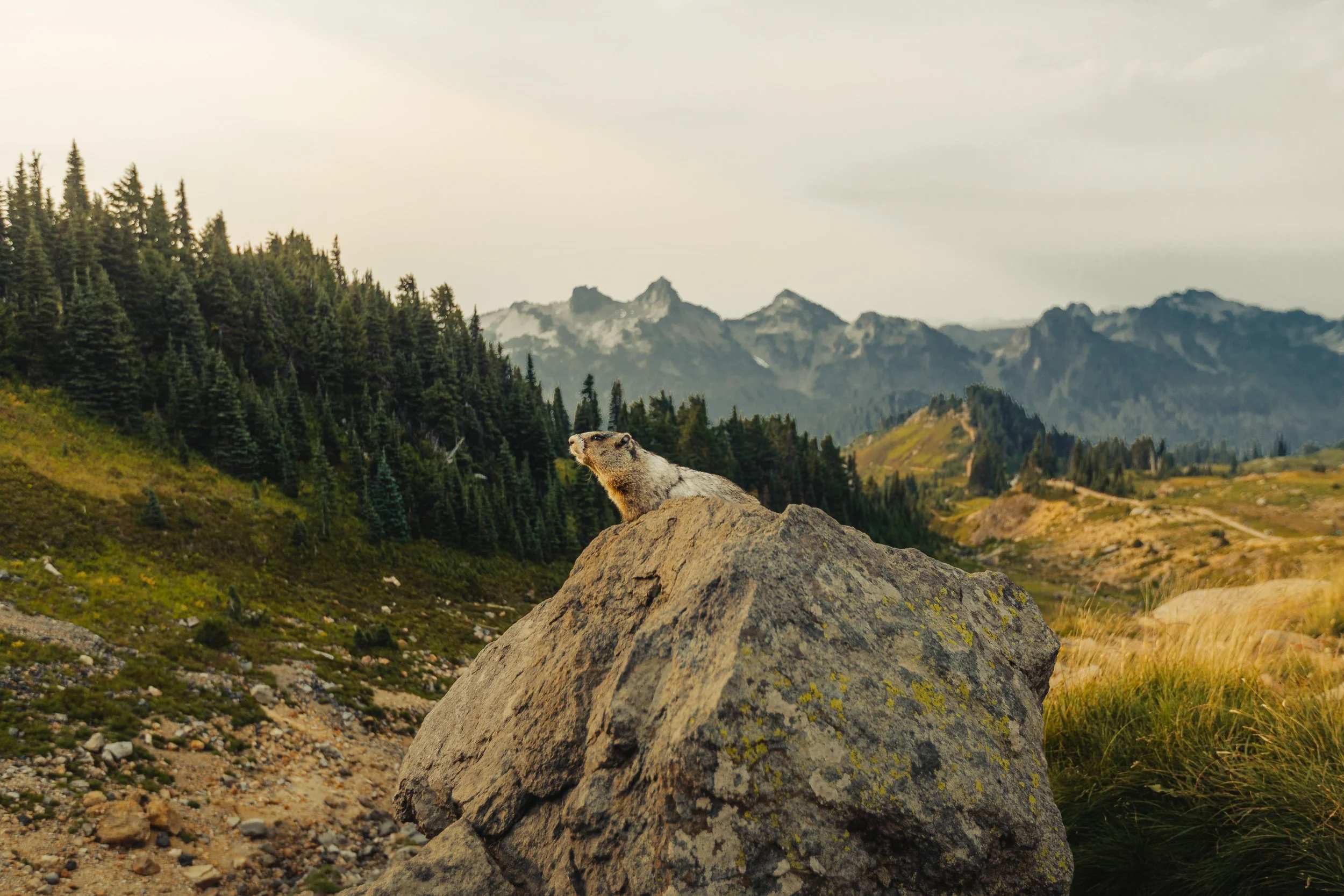 Marmot perched on a boulder with the Cascade Range peaks in the background at Mount Rainier National Park, wildlife photography by James Brasier