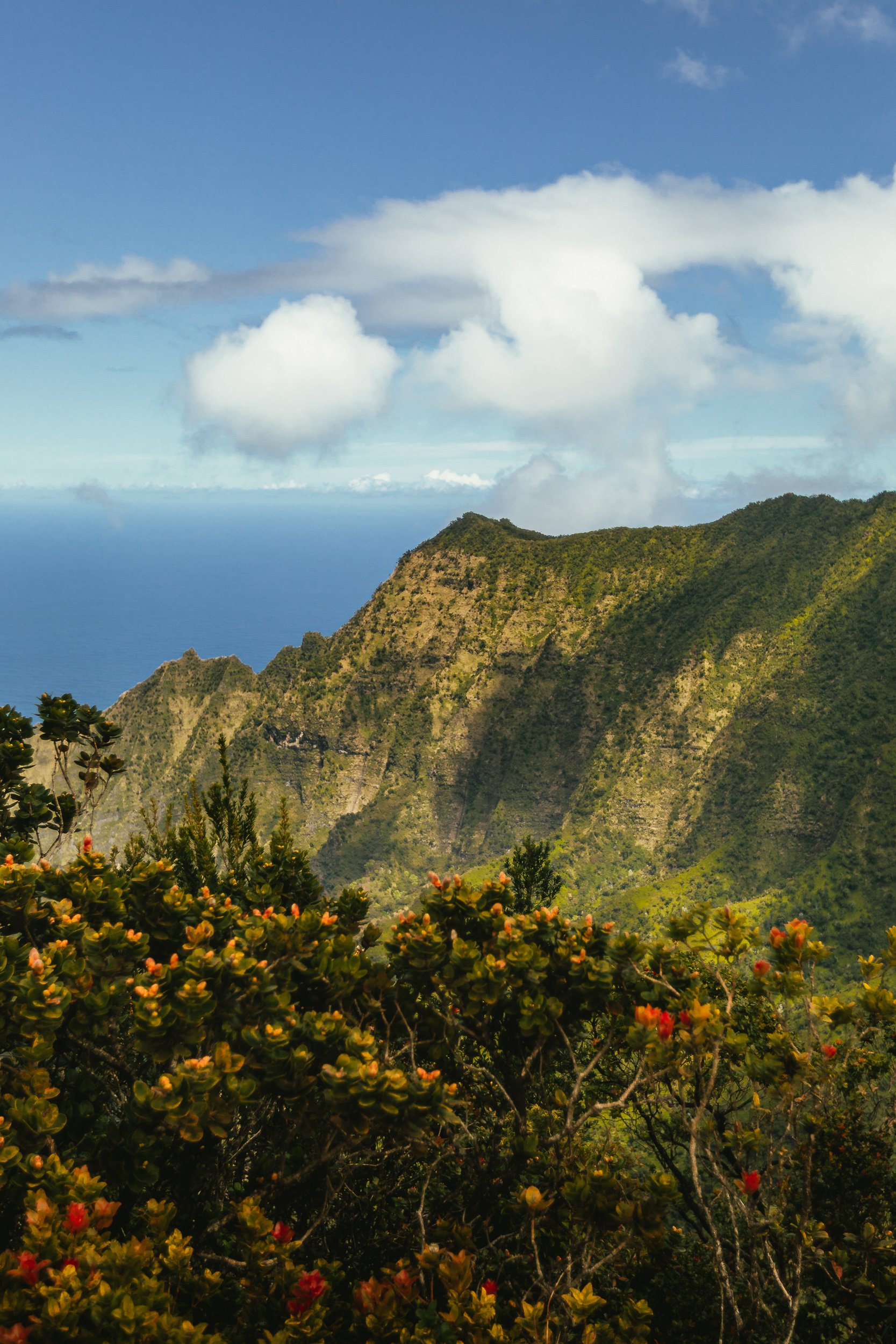 Na Pali Coast ridgeline with dramatic green cliffs and ocean views framed by native flowering plants, Kauai Hawaii landscape photography by James Brasier