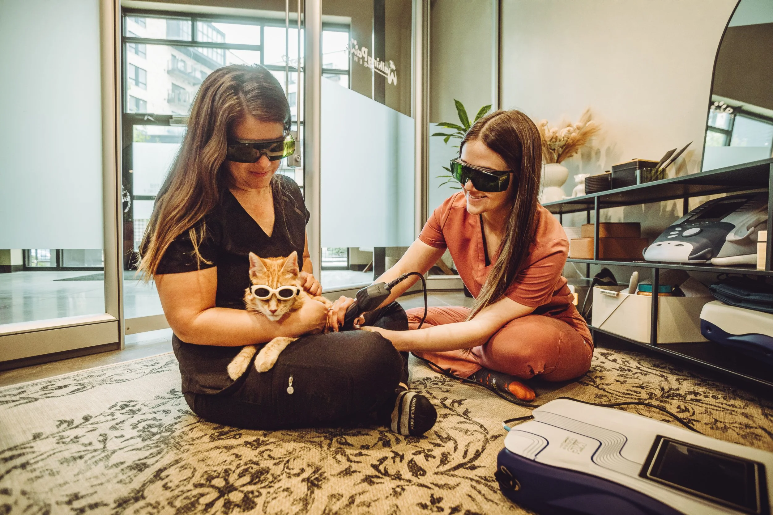 Laser therapy session on cat wearing safety goggles with two practitioners at Walking Paws Rehab in Denver, veterinary photography by James Brasier