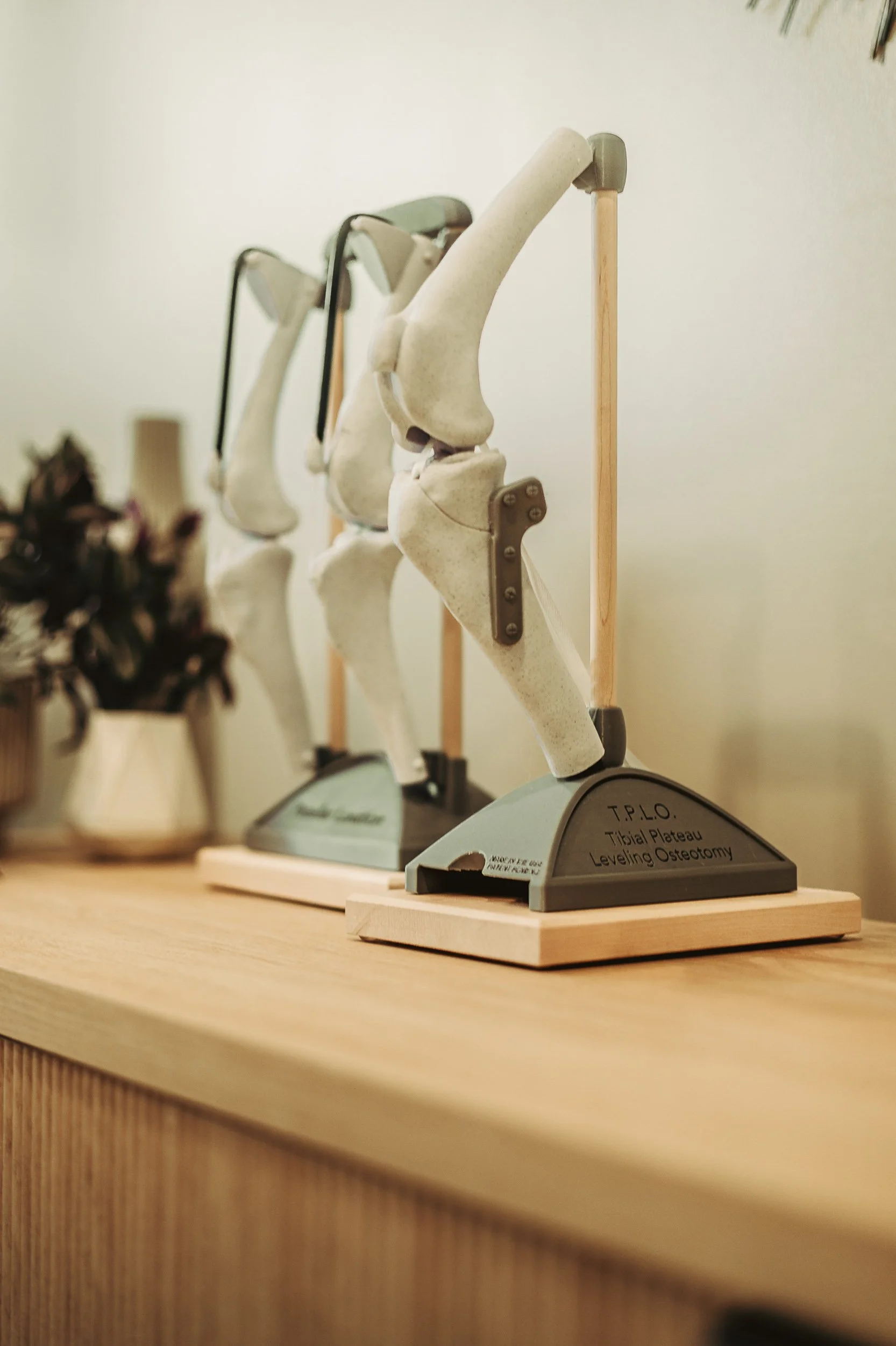 Veterinary bone models on credenza with shallow depth of field at Walking Paws Rehab, commercial interior photography by James Brasier