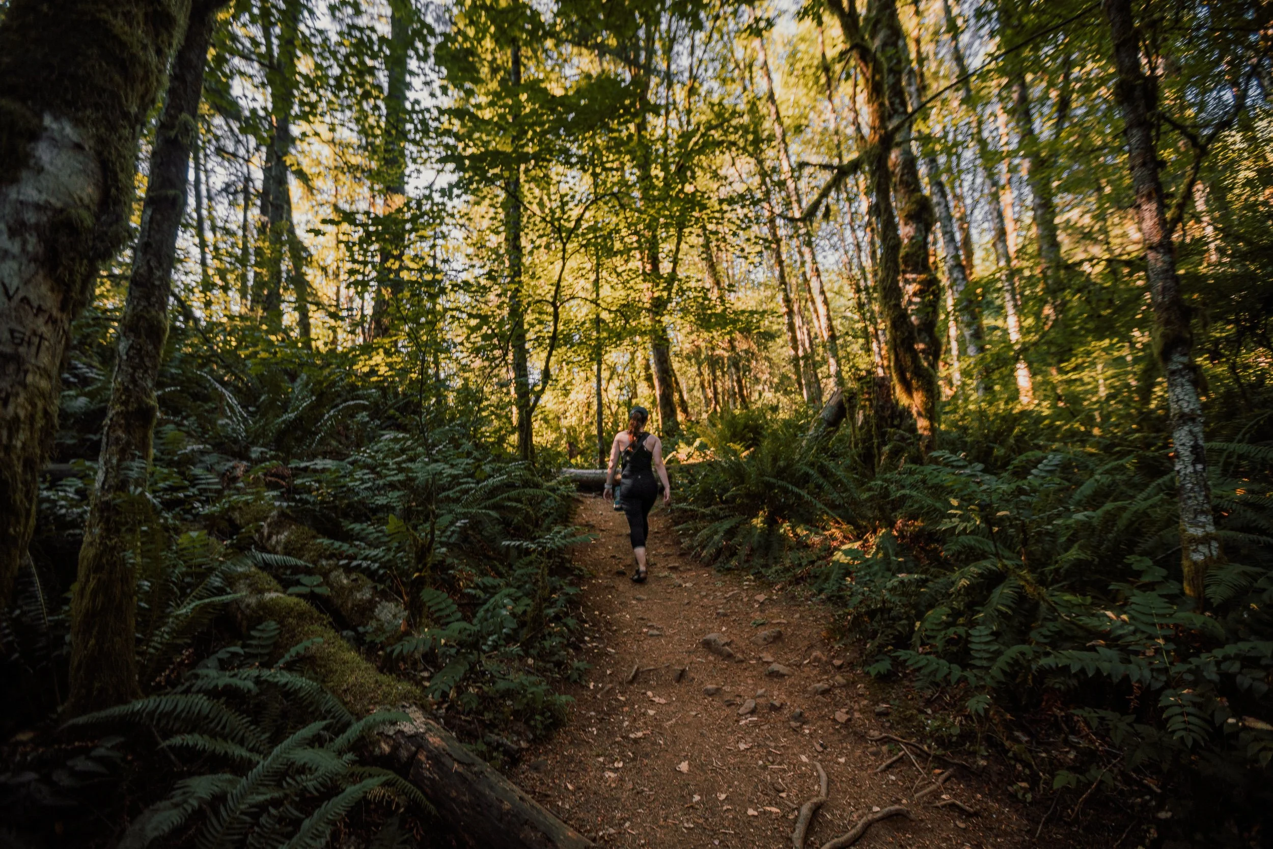 Hiker walking through a lush temperate rainforest trail with ferns and golden light in Oregon, Pacific Northwest photography by James Brasier