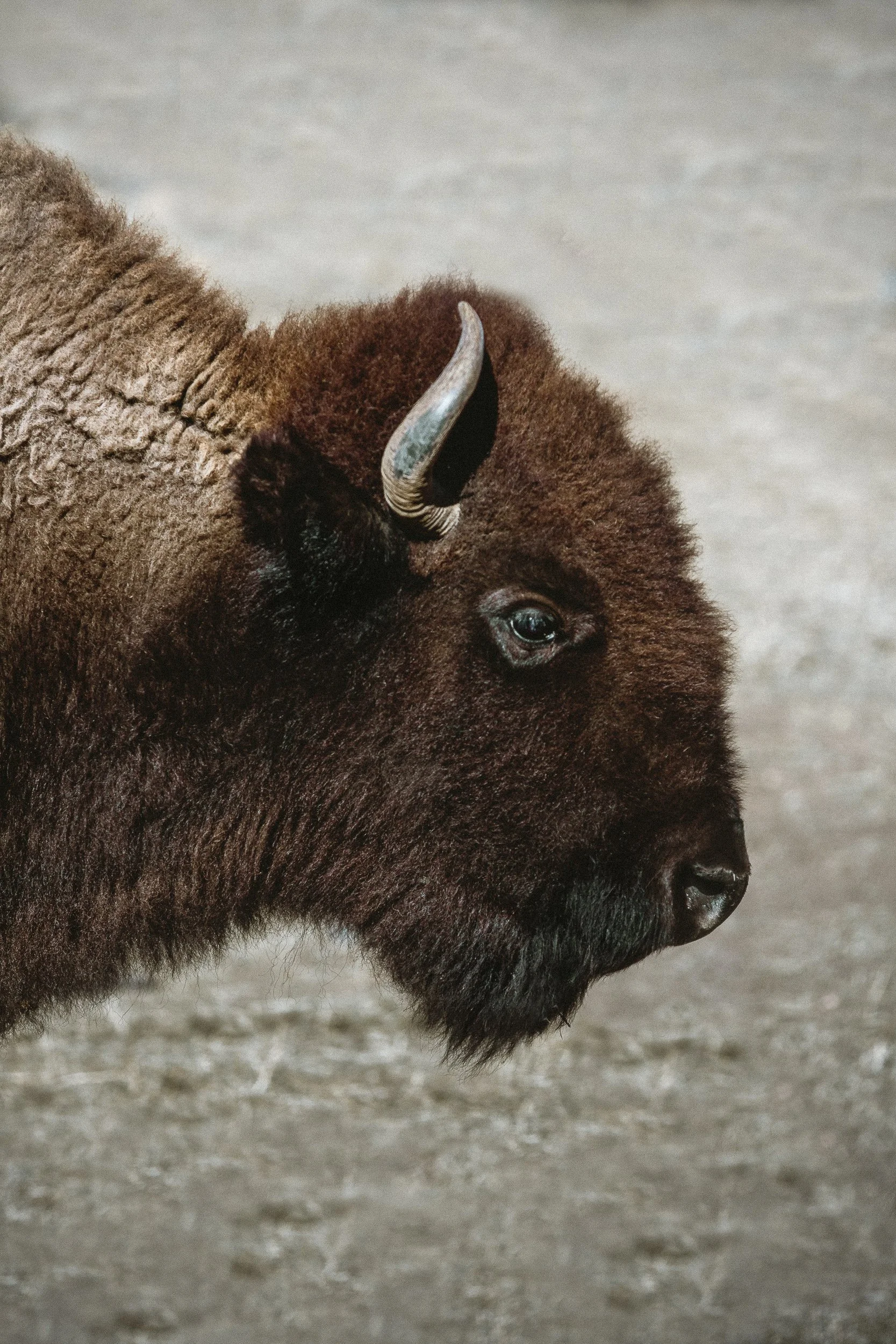 Close-up portrait of a bison at Genesee Park Colorado, wildlife photography by James Brasier