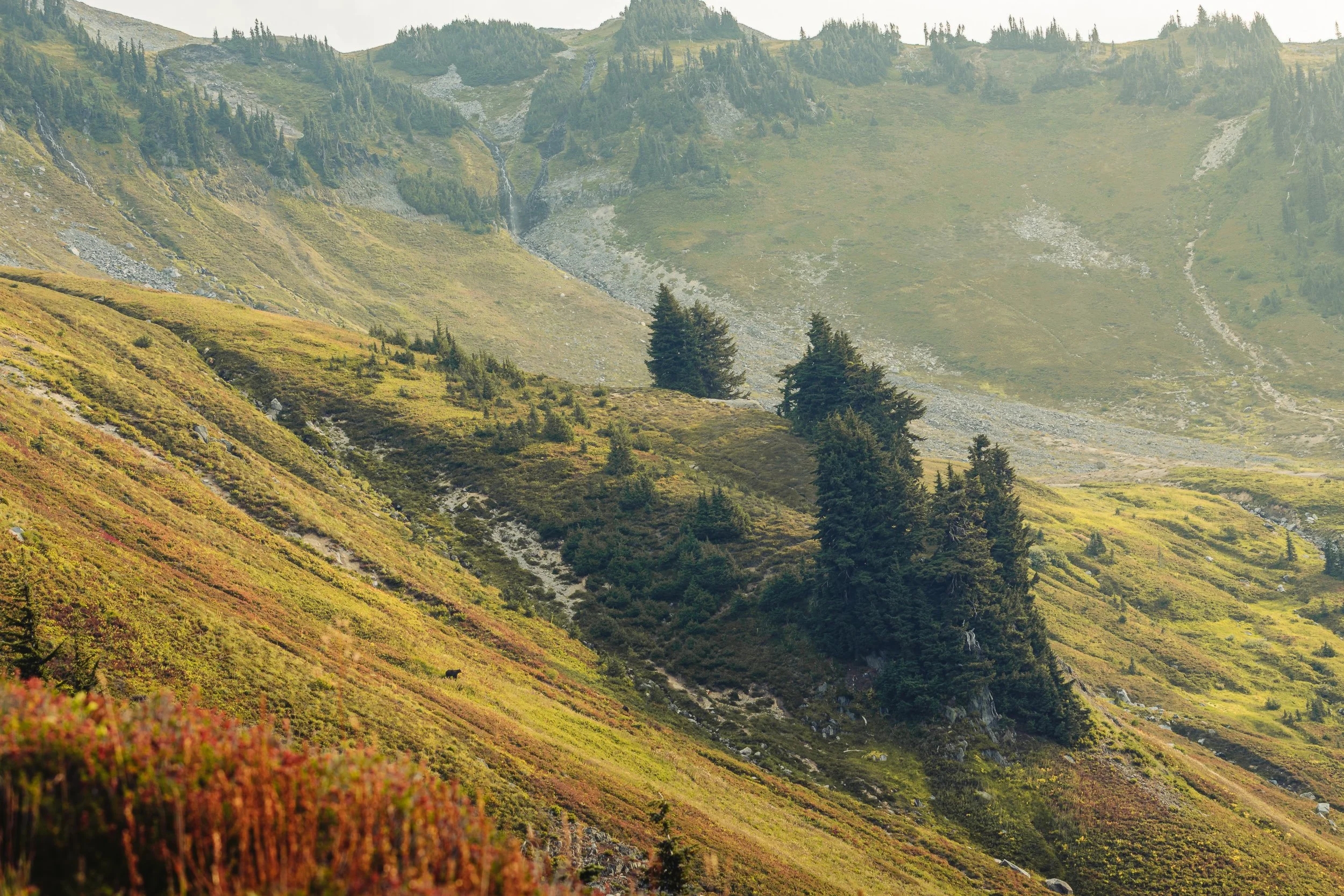 Two black bears foraging in a fall-colored alpine meadow with evergreens and distant peaks at Mount Rainier, Washington wildlife and landscape photography by James Brasier