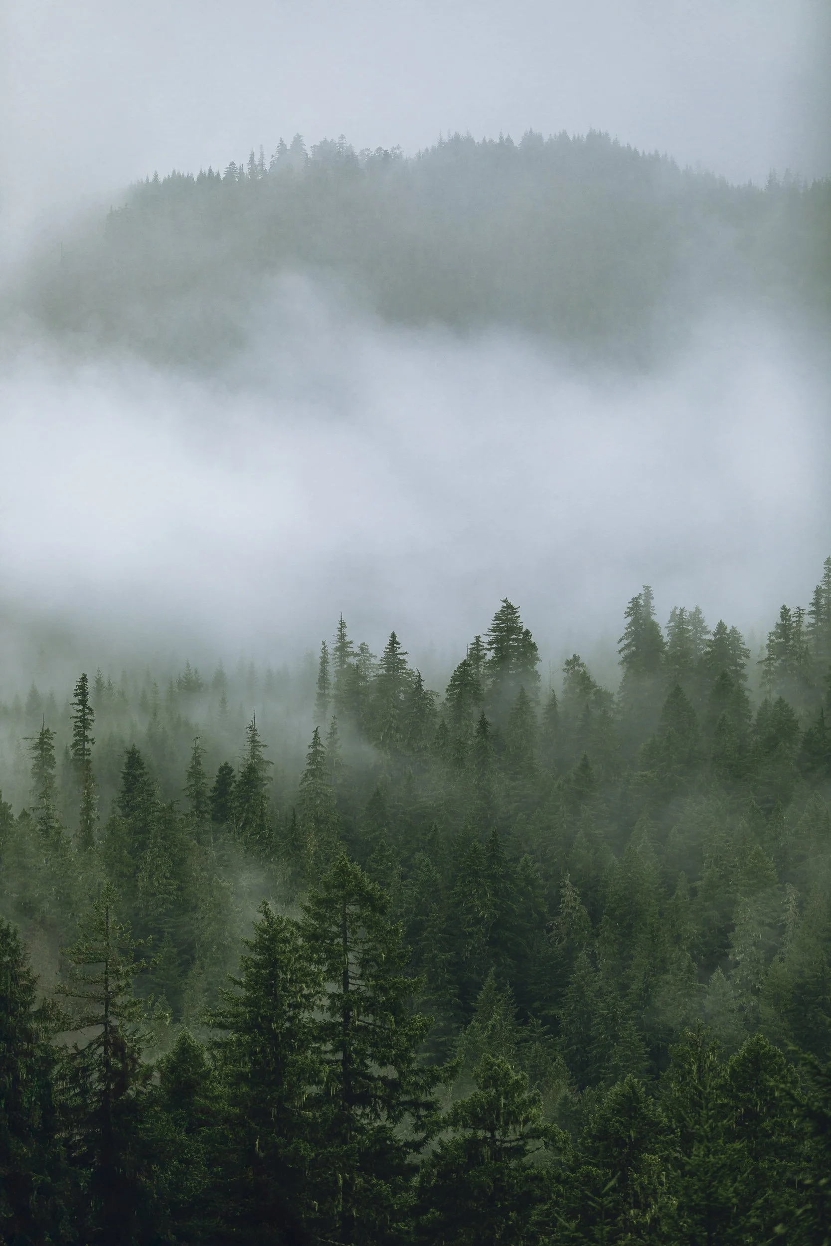 Fog drifting through old growth evergreen forest in Oregon, Pacific Northwest landscape photography by James Brasier