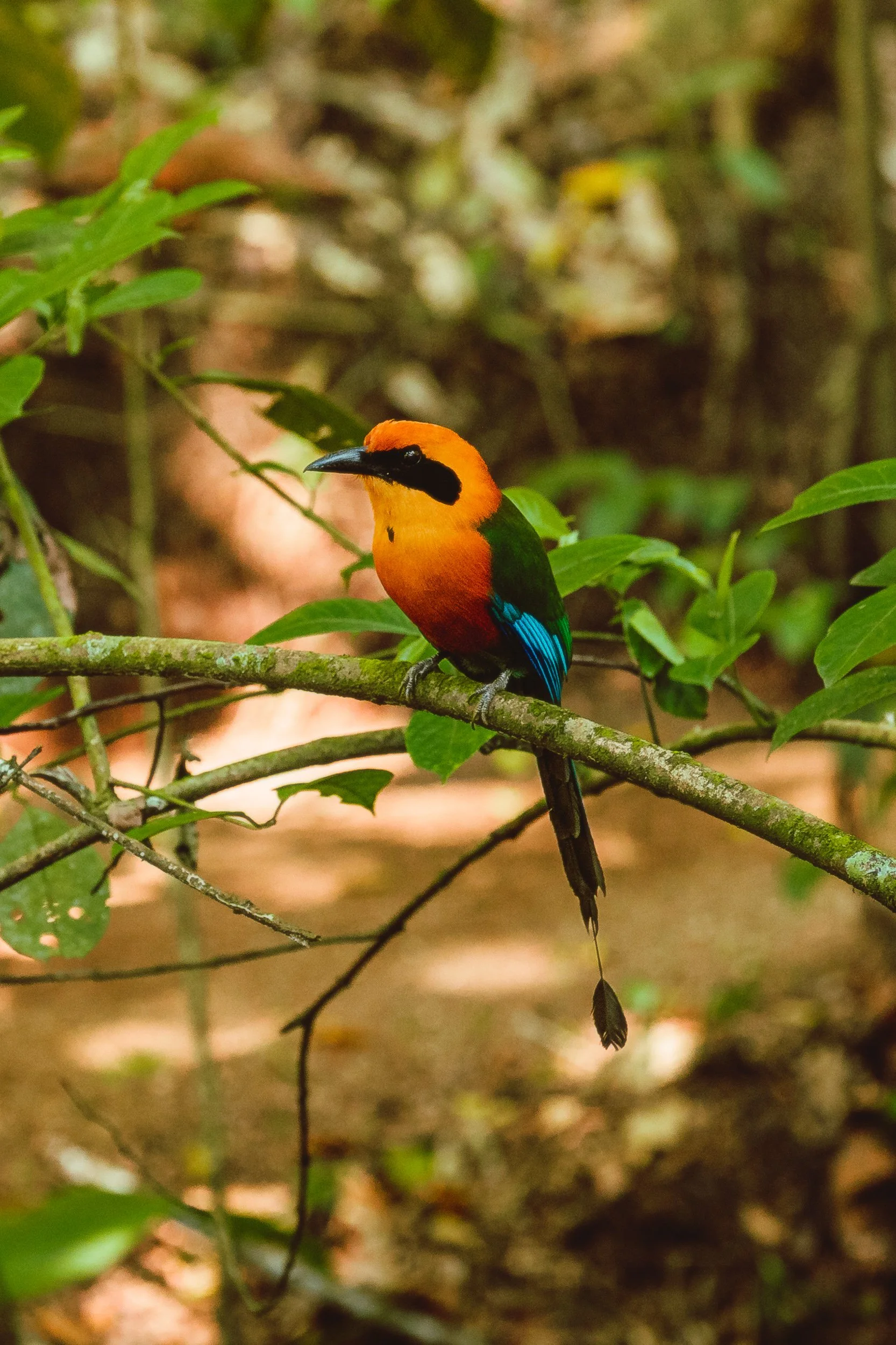 Motmot bird perched on a branch in the Costa Rica rainforest with colorful tail feathers, tropical wildlife photography by James Brasier