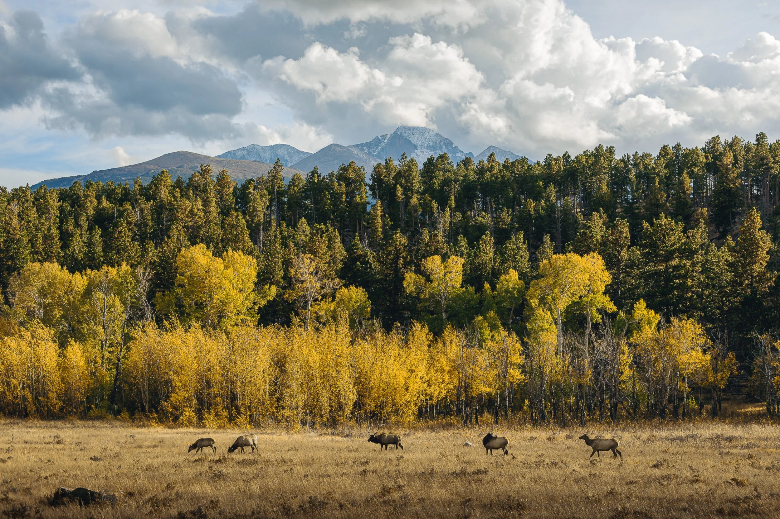 Elk herd grazing in a meadow with golden fall aspens near the entrance to Rocky Mountain National Park, Colorado wildlife and landscape photography by James Brasier