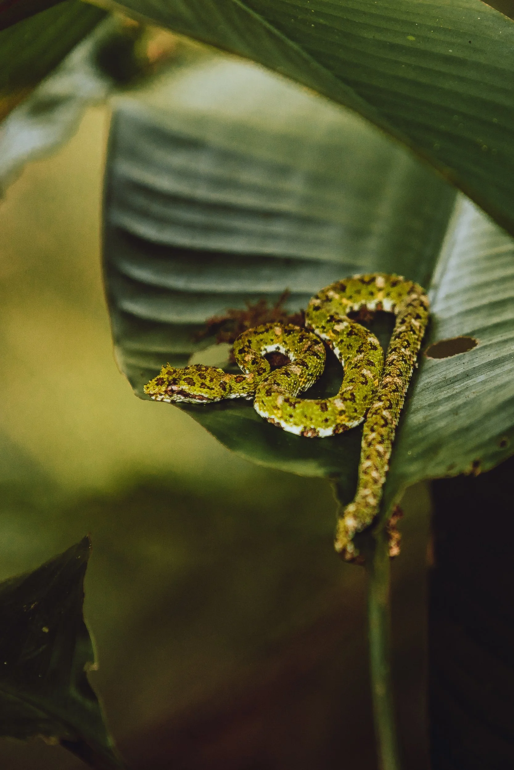 Bright yellow eyelash viper coiled on a green banana leaf in the Costa Rica rainforest, wildlife photography by James Brasier