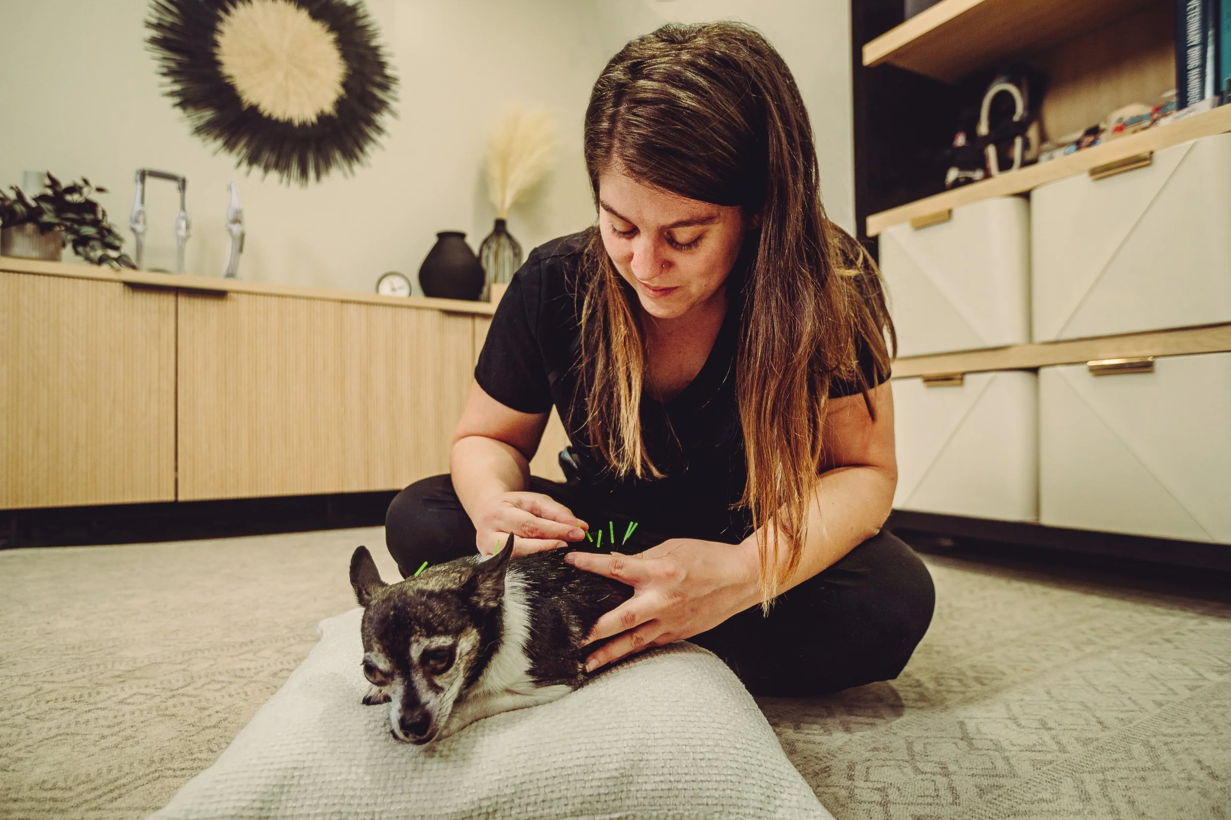 Practitioner performing acupuncture on small dog with green needles at Walking Paws Rehab in Denver, veterinary photography by James Brasier