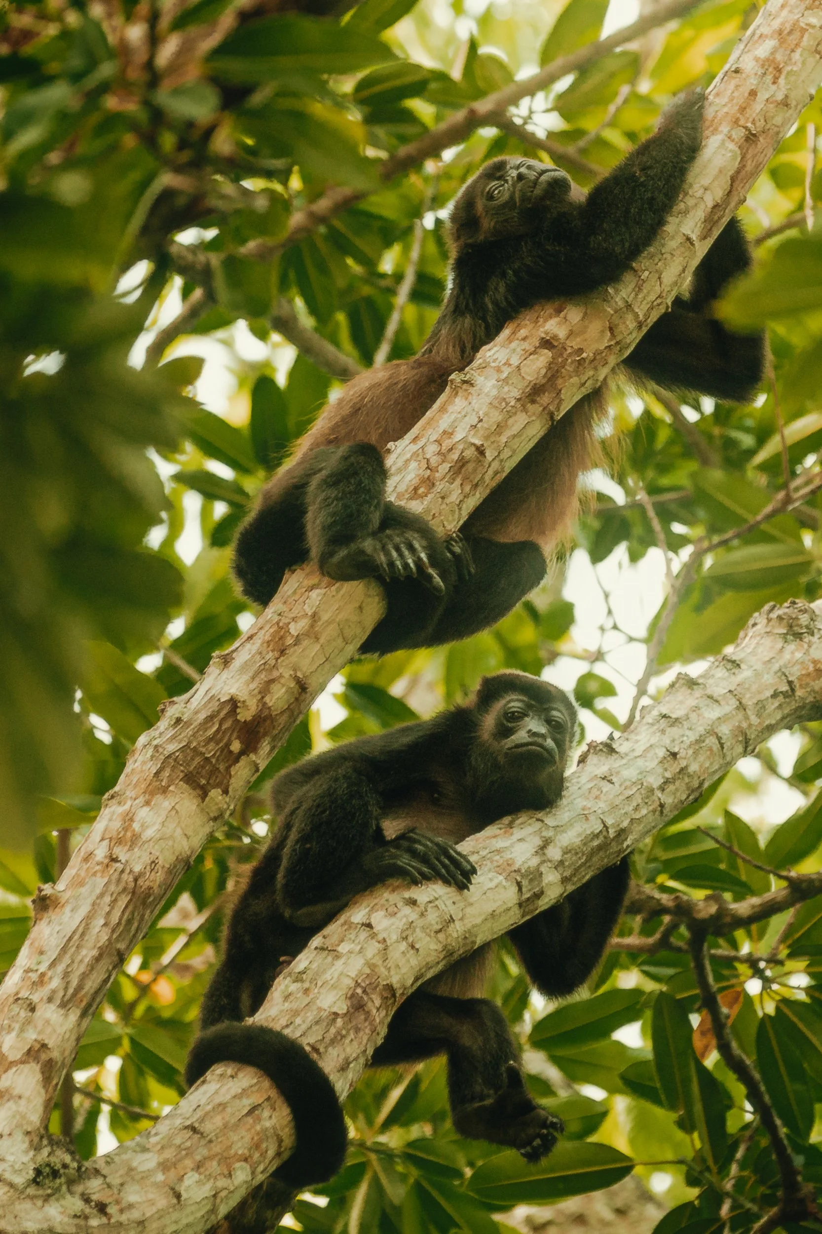 Two howler monkeys on a diagonal branch in the rainforest canopy in Costa Rica, wildlife photography by James Brasier