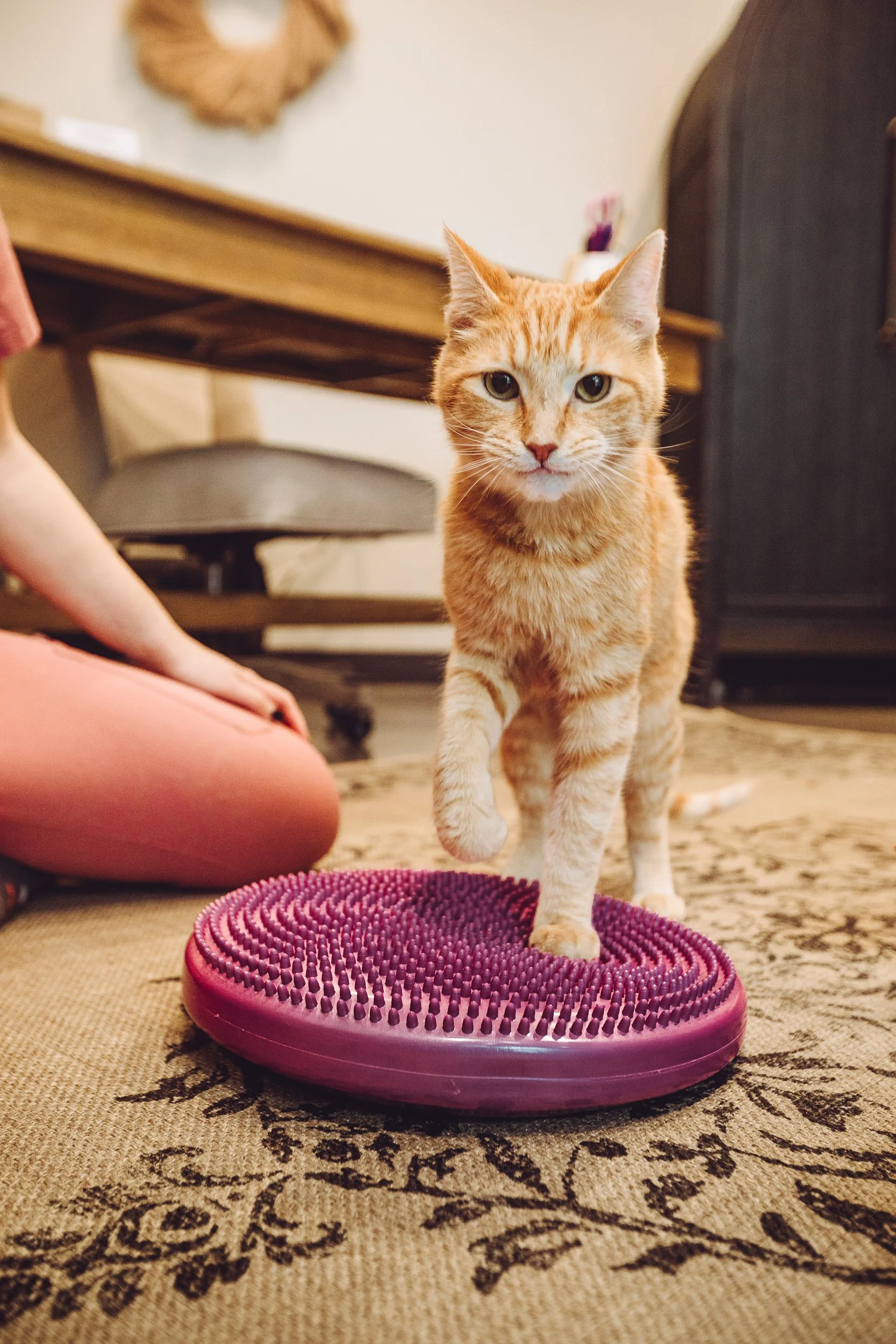 Orange tabby cat on purple balance disc during rehabilitation exercise at Walking Paws Rehab, veterinary photography by James Brasier