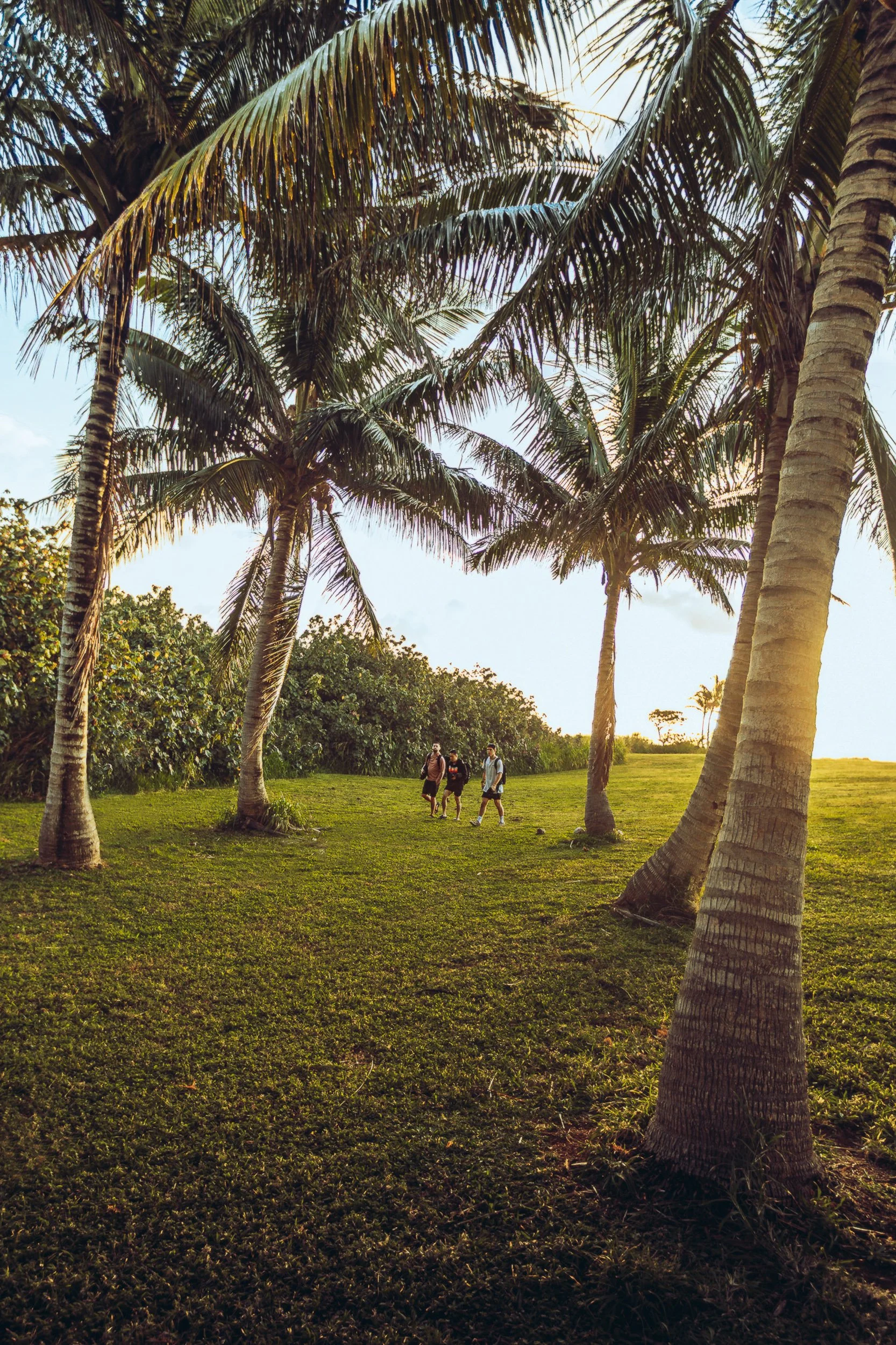 Three people walking through a coconut palm grove at golden hour on Kauai Hawaii, tropical island photography by James Brasier