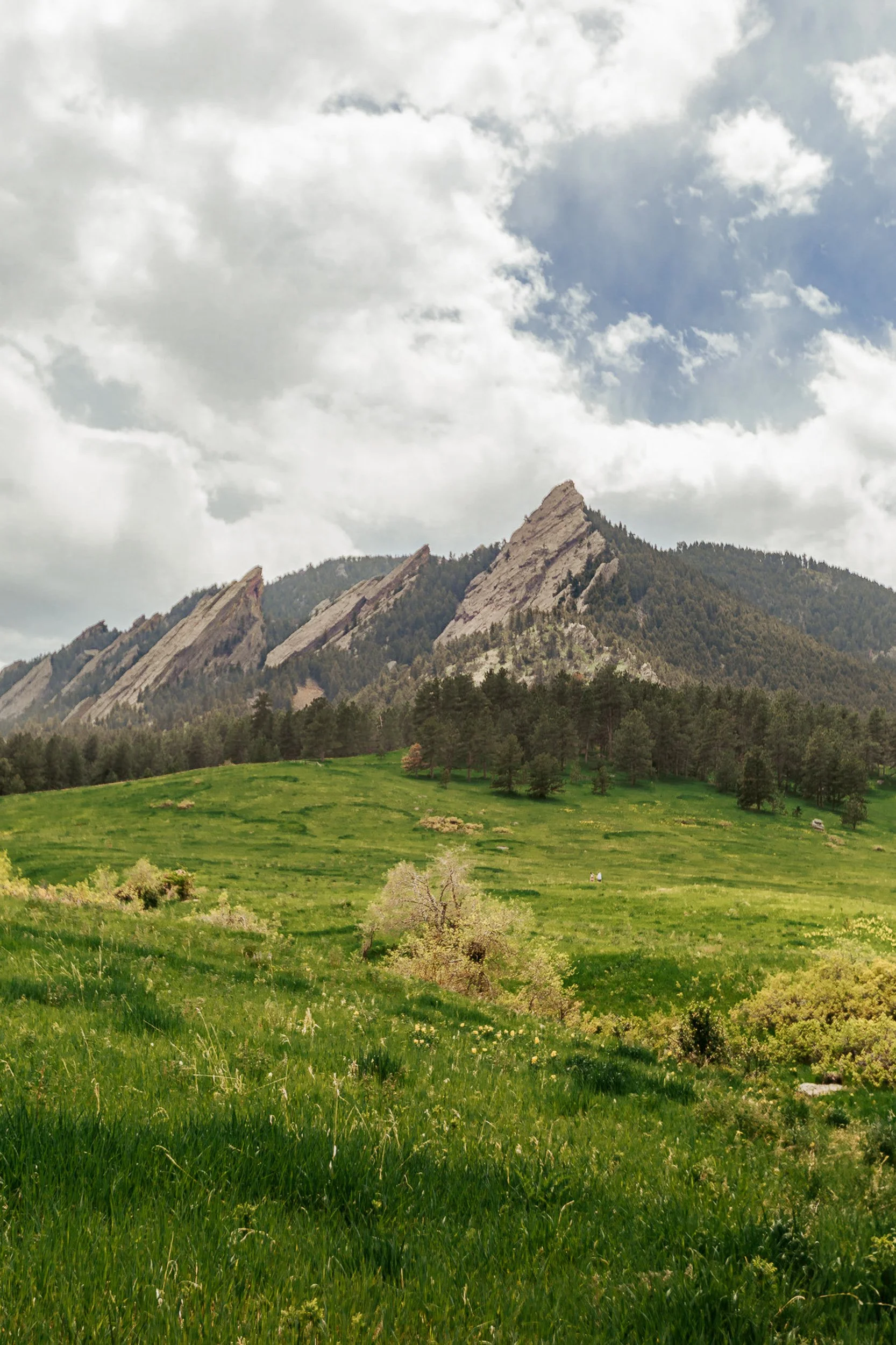 Green meadow with wildflowers and the Flatirons at Chautauqua Park in Boulder Colorado, Front Range landscape photography by James Brasier