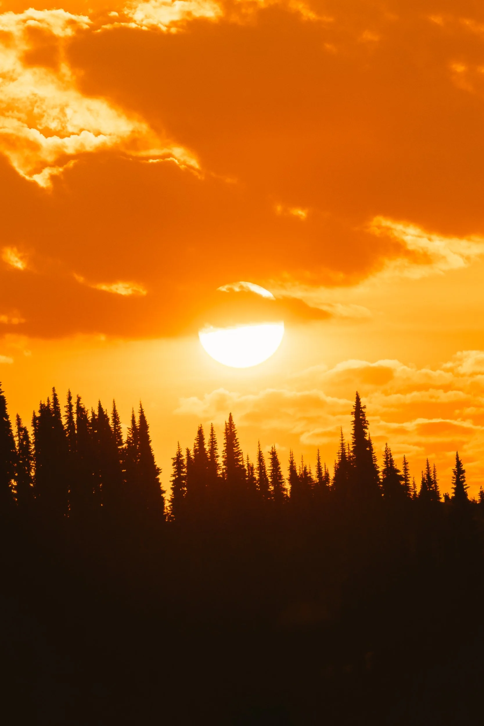 Golden sunrise behind silhouetted evergreen treeline at Mount Rainier National Park, Washington sunset photography by James Brasier
