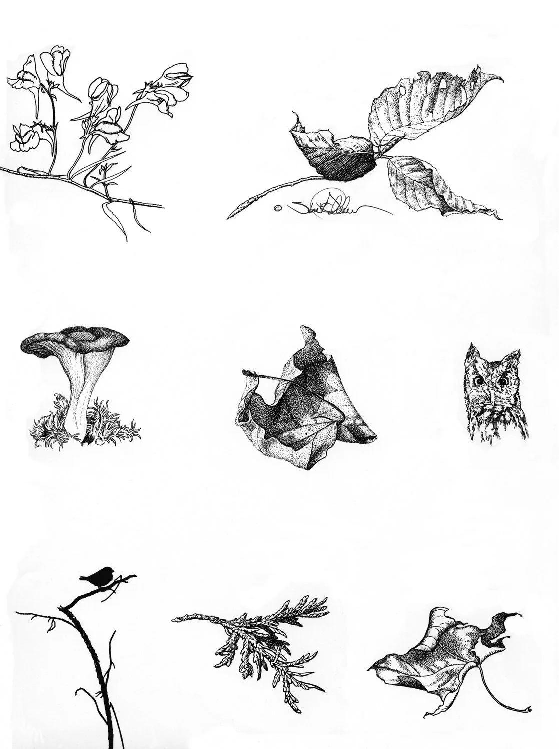 A page of ink drawings of various forest leaves, pine needles, flowers, a mushroom, a bird silhouette and a screech owl.