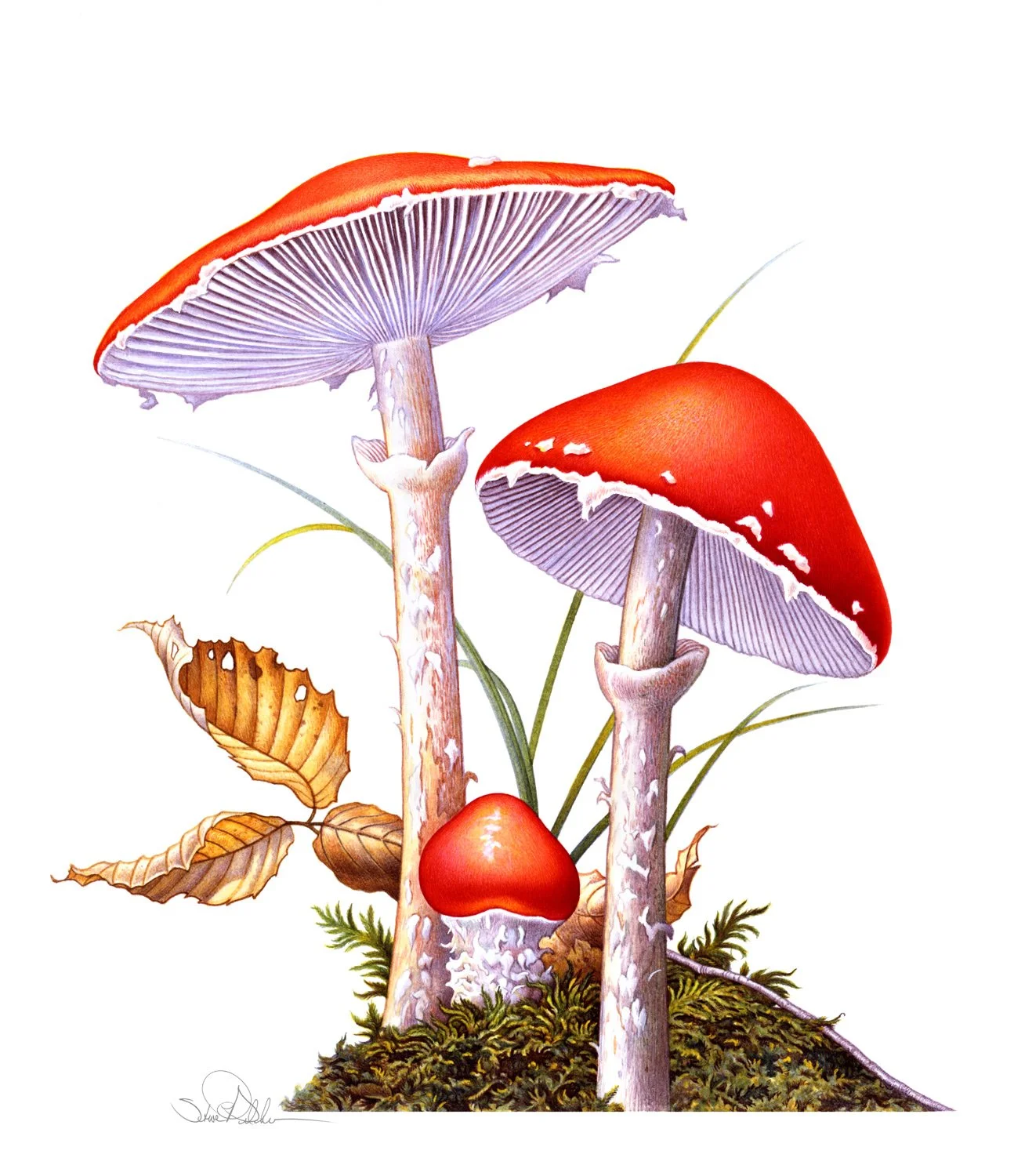 Watercolor painting of white red capped mushrooms on a green mossy mound with tall grasses and a sprig of yellow ochre fall leaves.