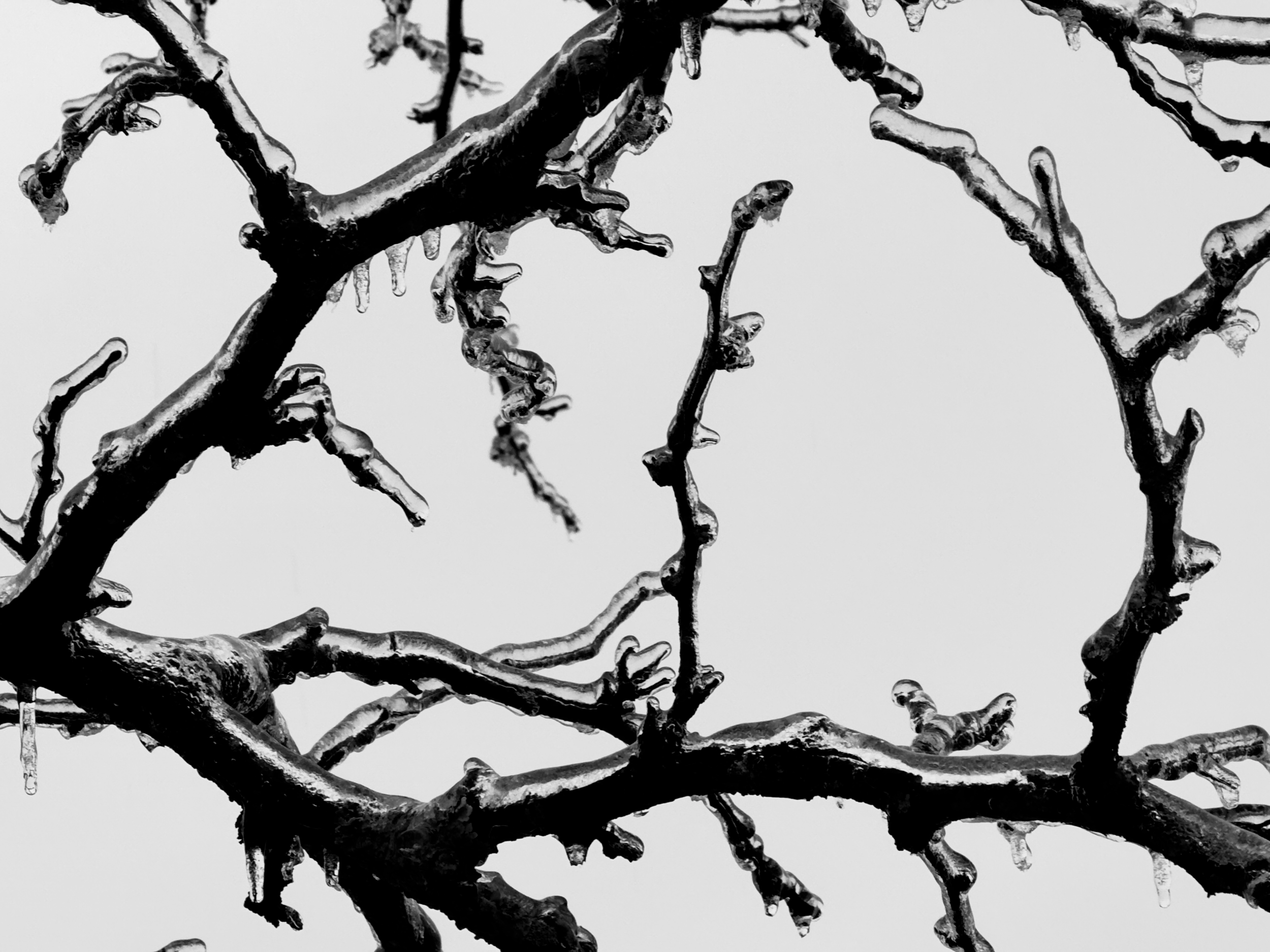 Barren tree branches covered in ice or snow against a plain, light sky background.