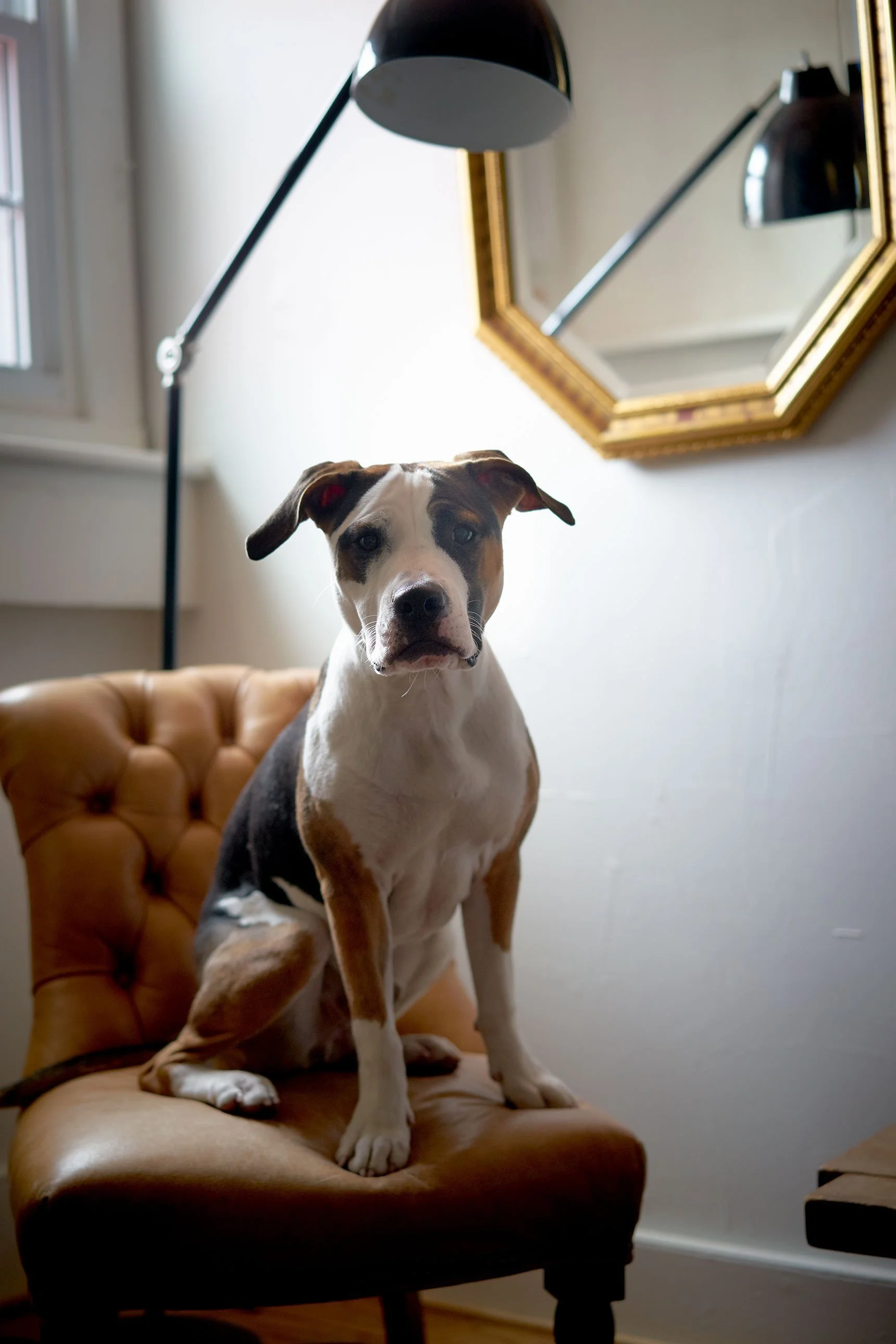 An adorable dog with white, brown, and black fur, sitting on a tan leather chair in a room with a white wall, a window, a gold-framed mirror, and a black standing lamp.