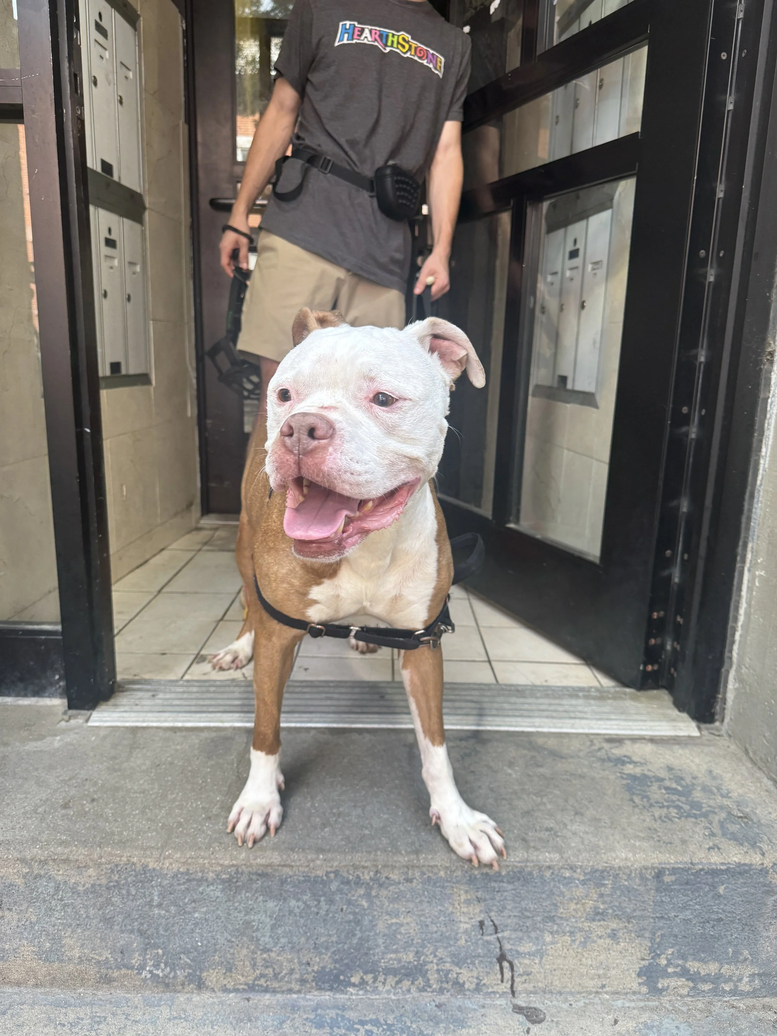 Champ quickly mastered the art of remaining calm around other dogs.