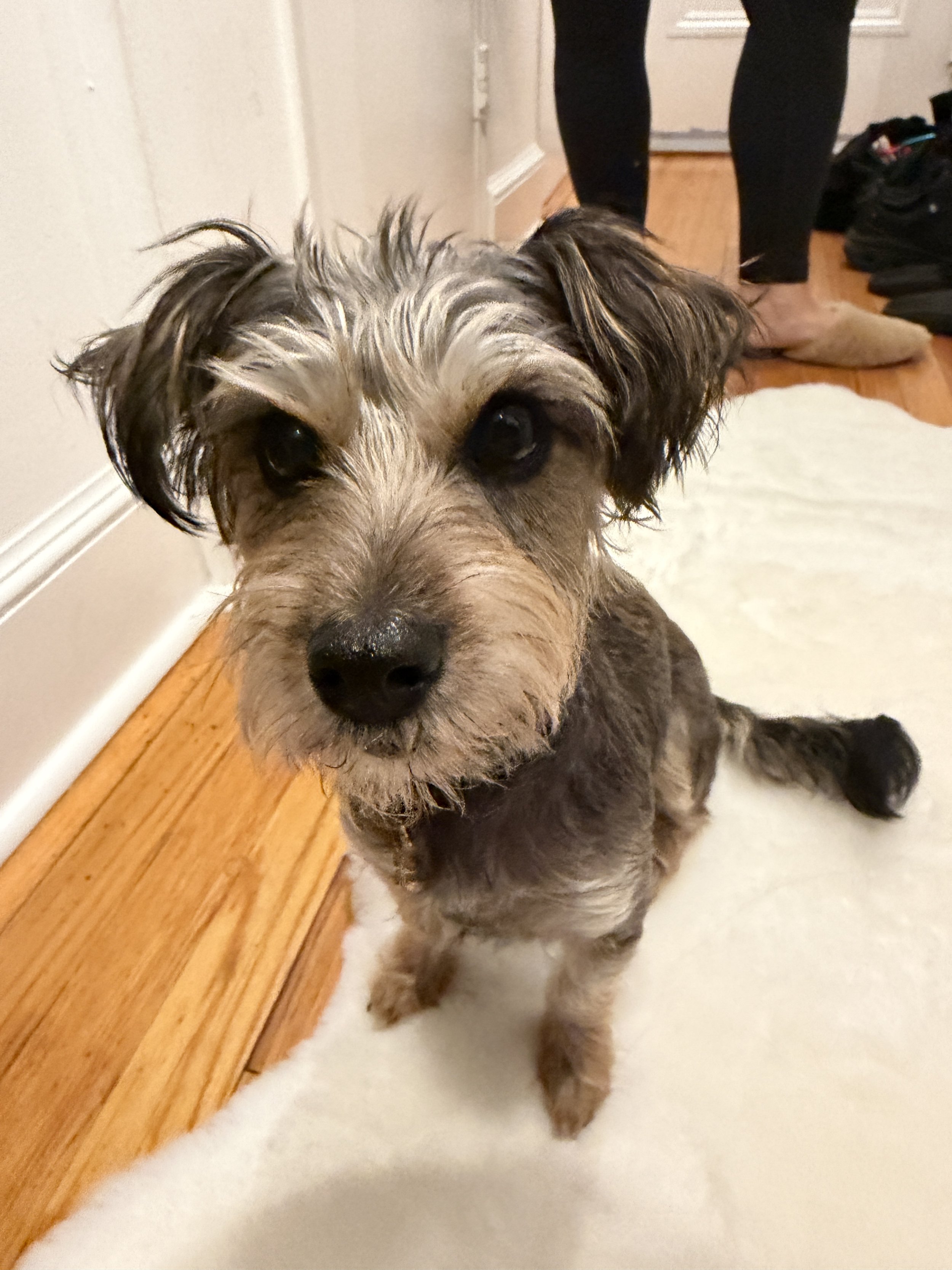 This is Willow.  At 8 llbs and new to Chelsea she was understandably nervous.  We have worked on building resilience, crate training, leash skills and she is now a confident queen navugating the streets of Manhattan!