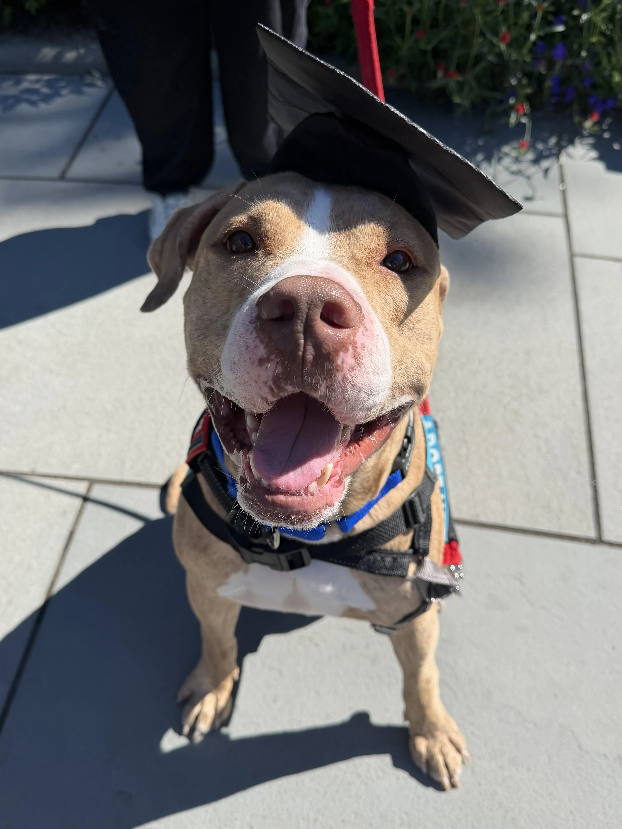 Knicky is my ACC foster superstar.  He would get nervous around other dogs, with some consistency and patience he can now pass dogs on the street with ease!