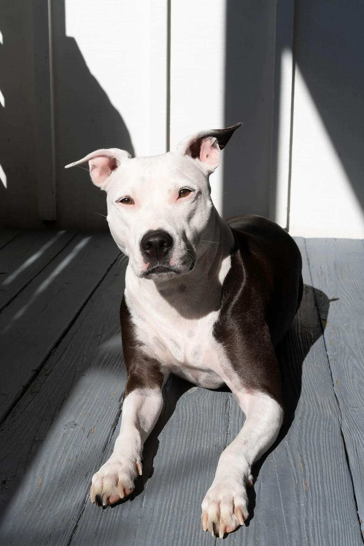White and black dog lying on wooden deck with sunlight and shadows