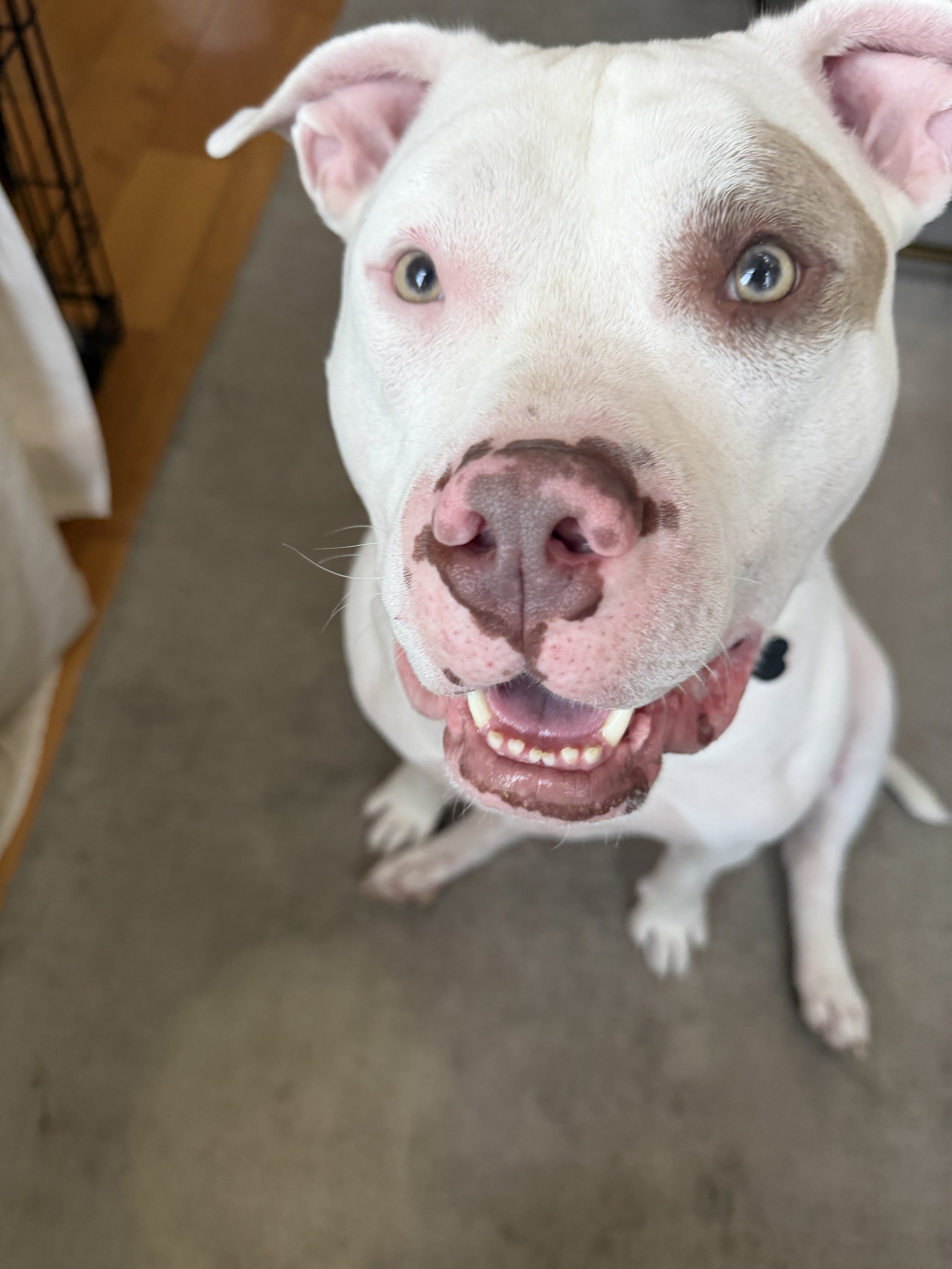 Jasper is my first deaf client!  I worked with his foster on some visual and tactile cues to help their communications