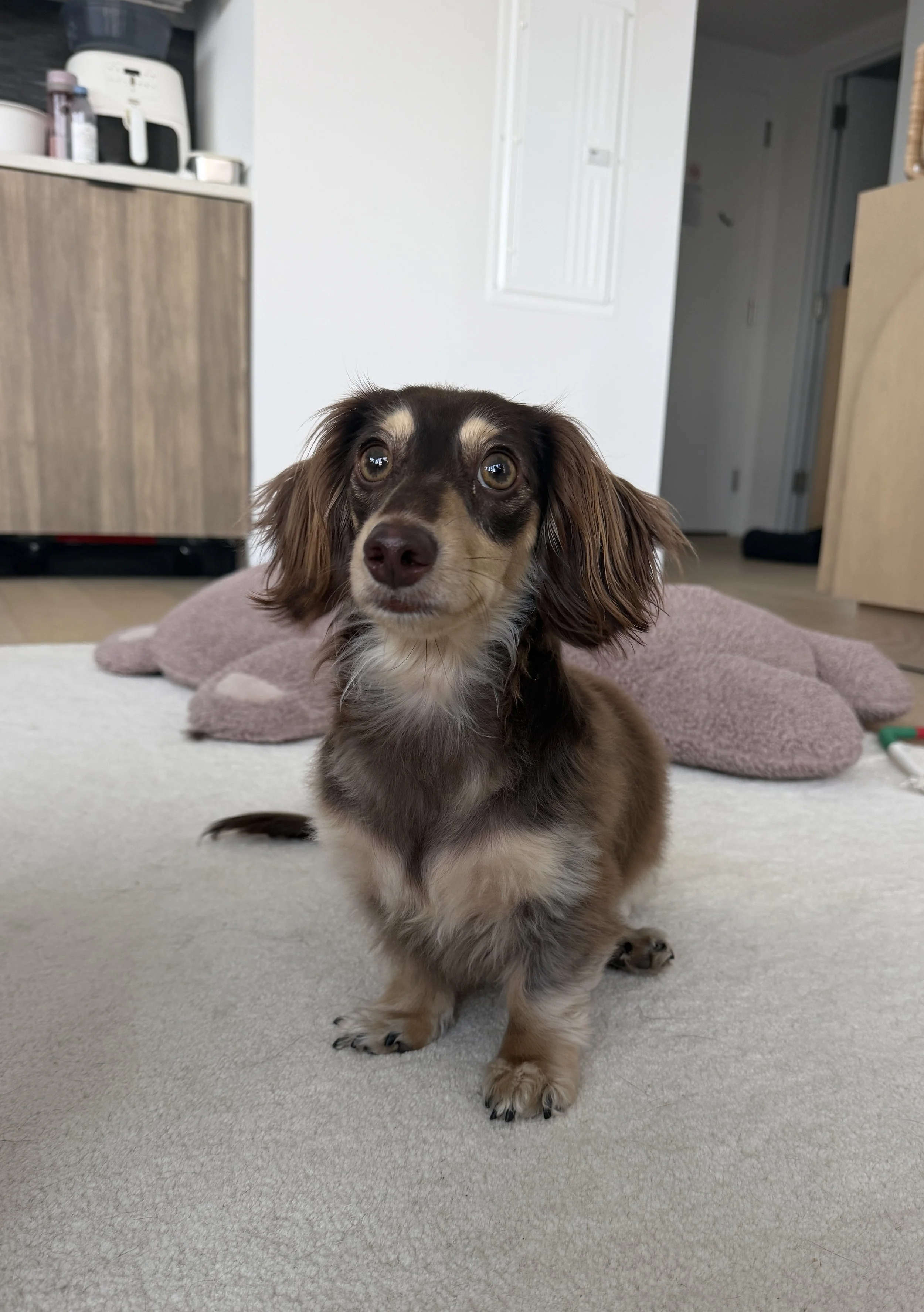 Together Mango's owner and I put plan in place to help him feel more relaxed seeing other dogs outdoors.  