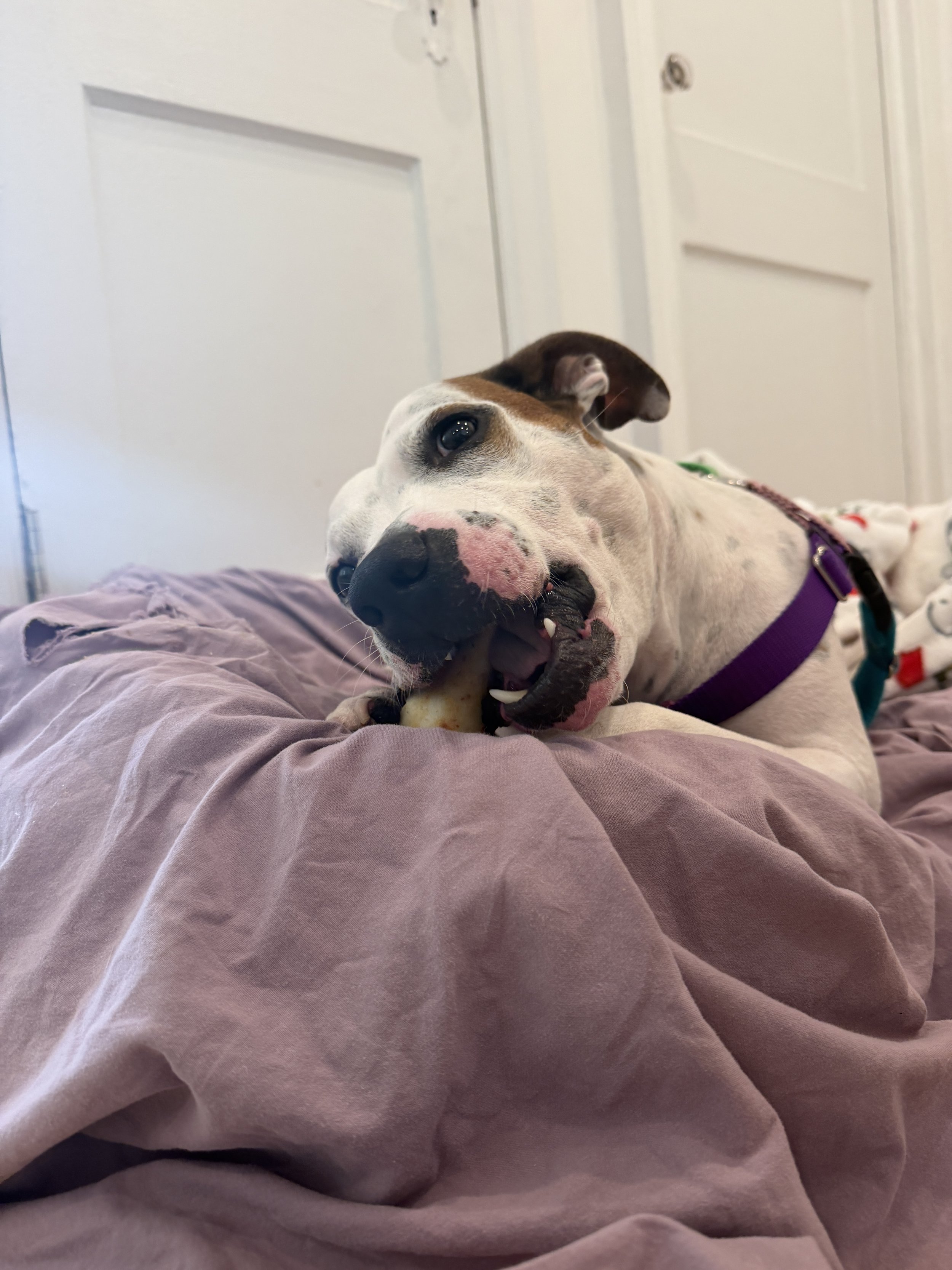 Clyde loves communicating with his mouth. We have been working on his general impulse control and some bonus muzzle training.