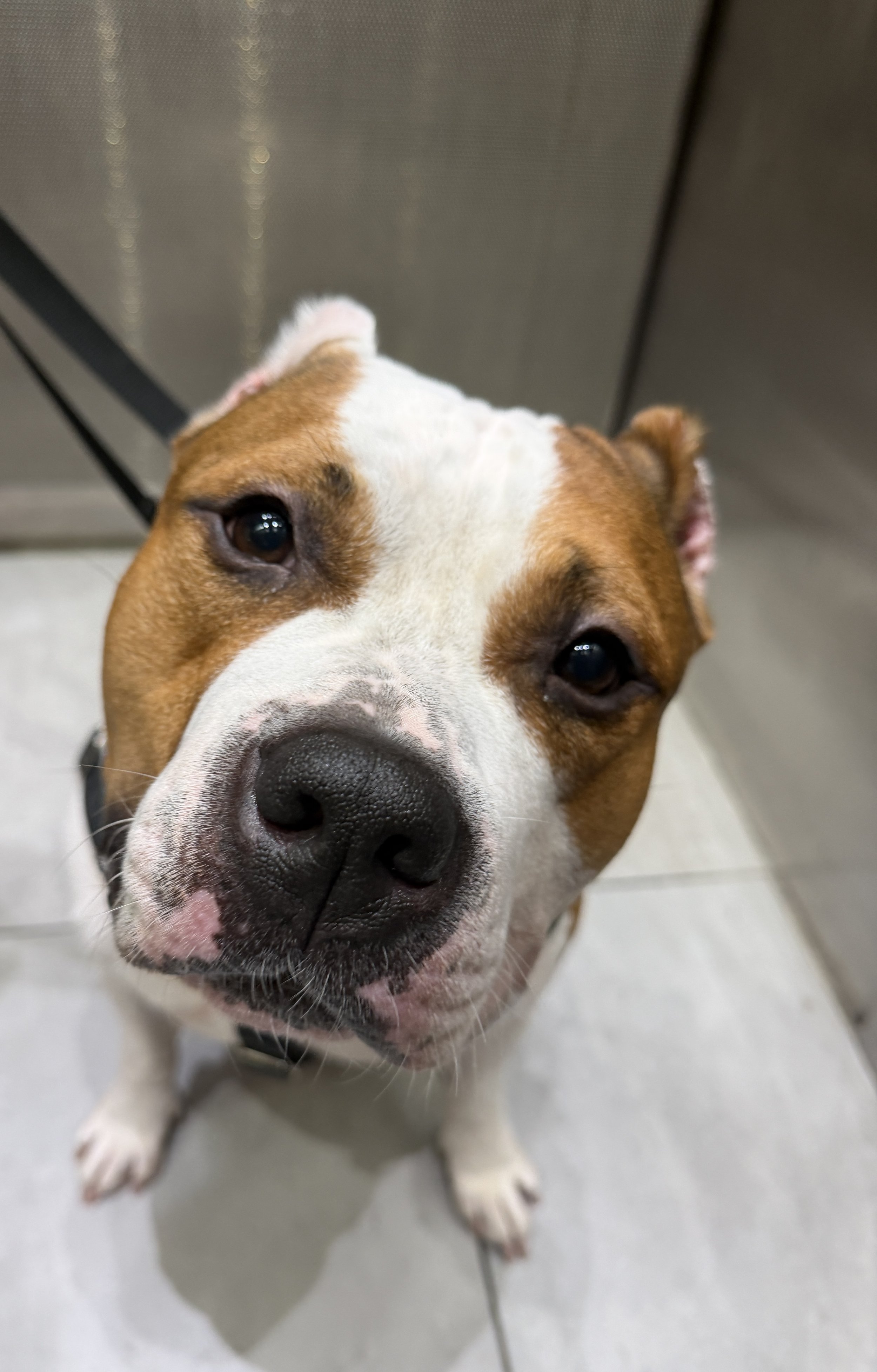 Despite Jefe's giant head, he is a nervous boy, dealing with some sound sensitivities.  I have been working with his foster to help him get acclimated to his Bronx home. 
