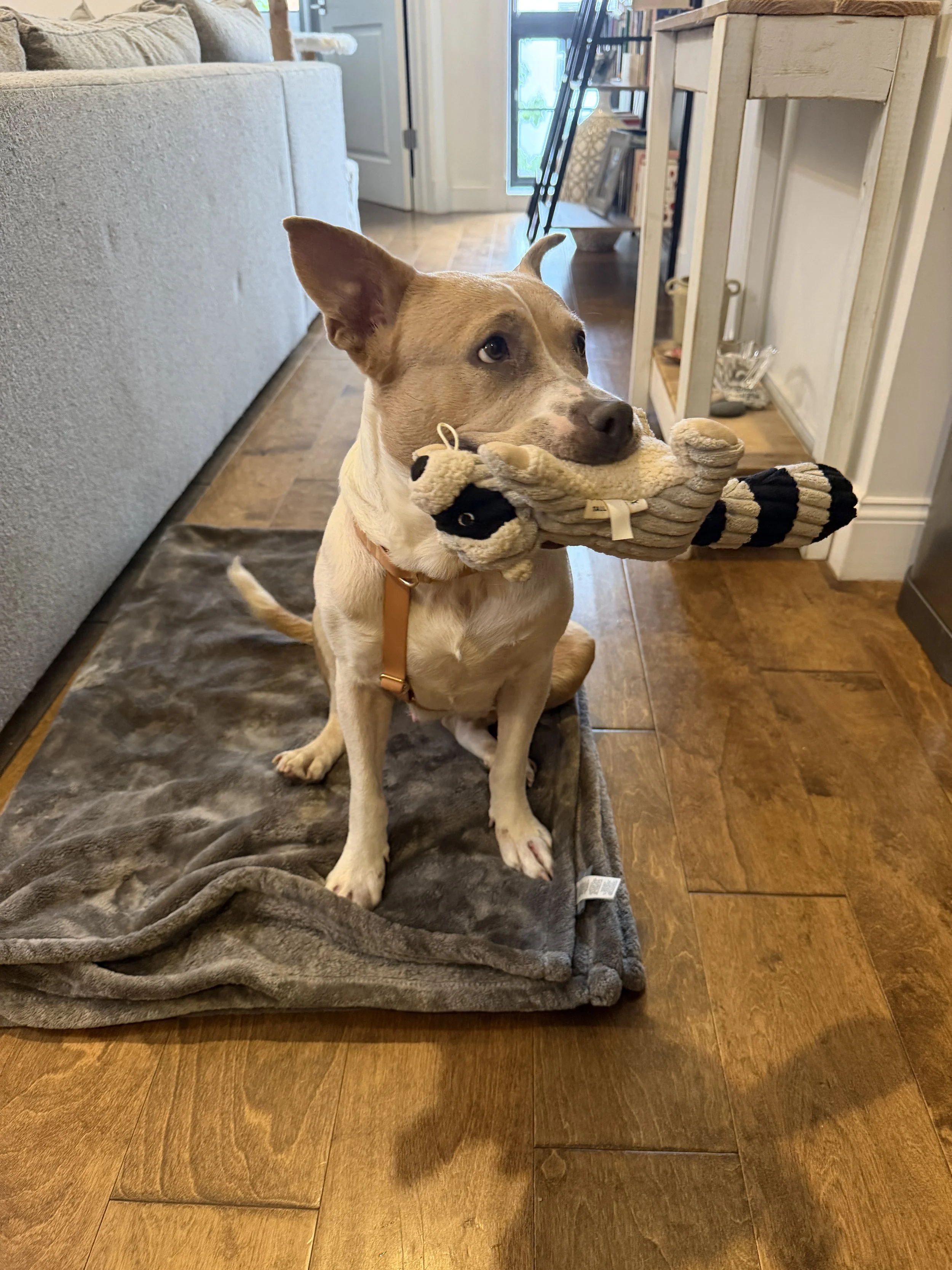 Lucia gets a little scared around men. outdoors (same girl).  Her emotional support stuffy definitely helps, but we have also been work on rewarding calm behaviour and confidence building around strangers.  