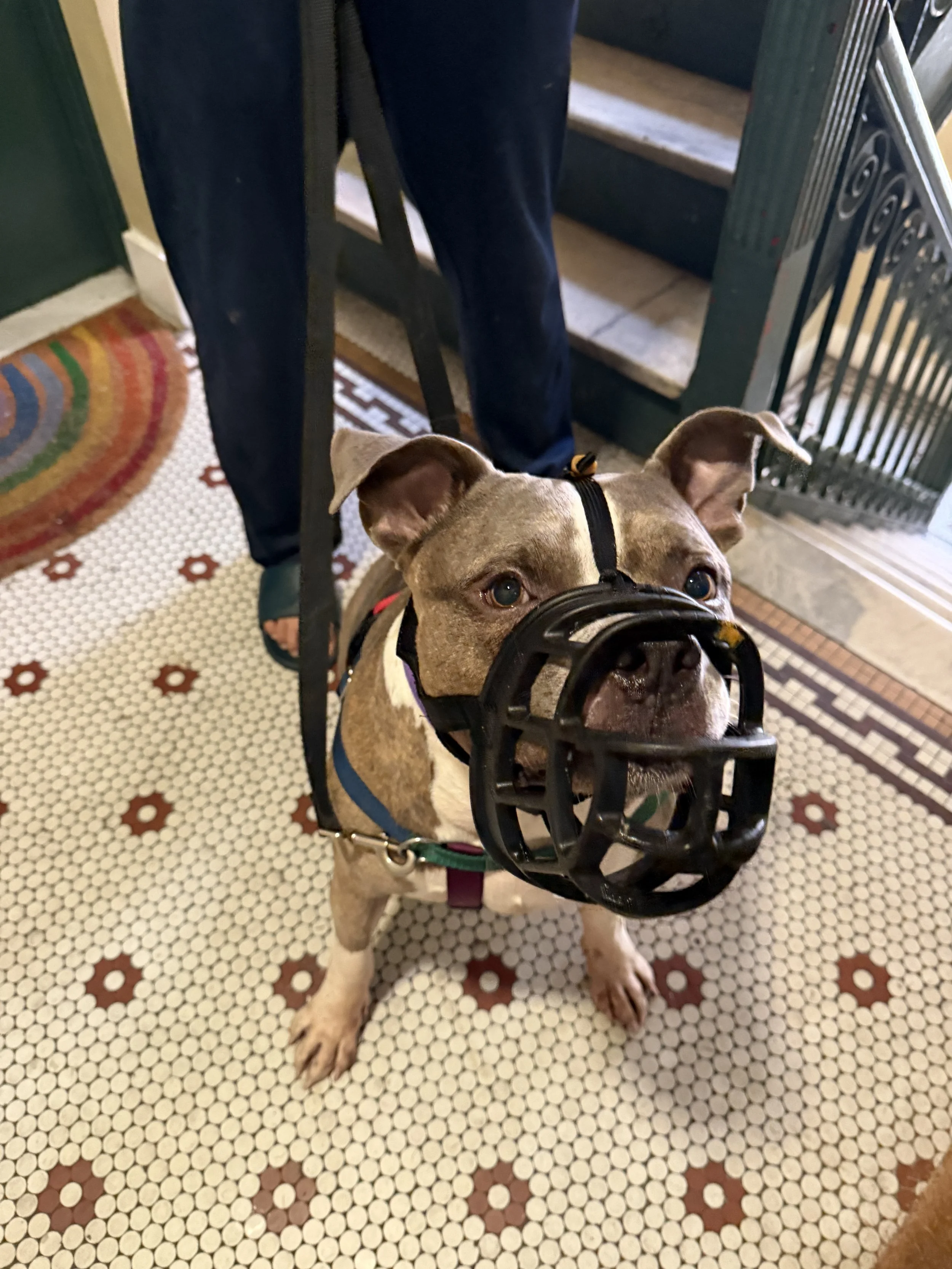 Brock liked eating things on the street (some were nasty, but I am not here to shame).  Brock left training with a strong leave it cue and we worked on making him comfortable wearing a muzzle as an extra insurance policy.