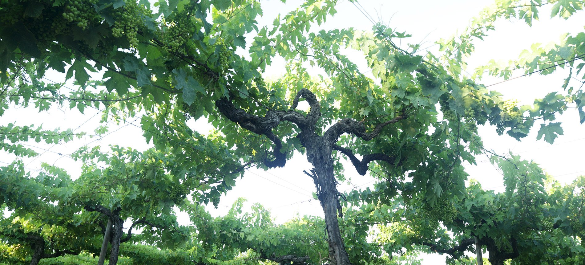 Old-vine pergola at the Emidio Pepe estate in Abruzzo
