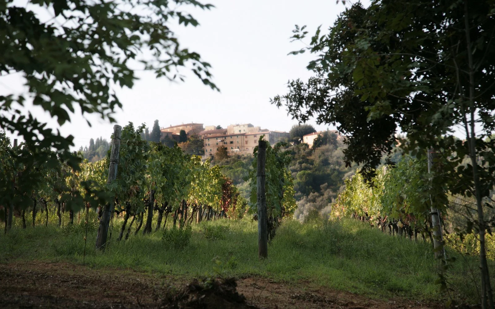 Podere Il Castellaccio vineyards near Castagneto Carducci