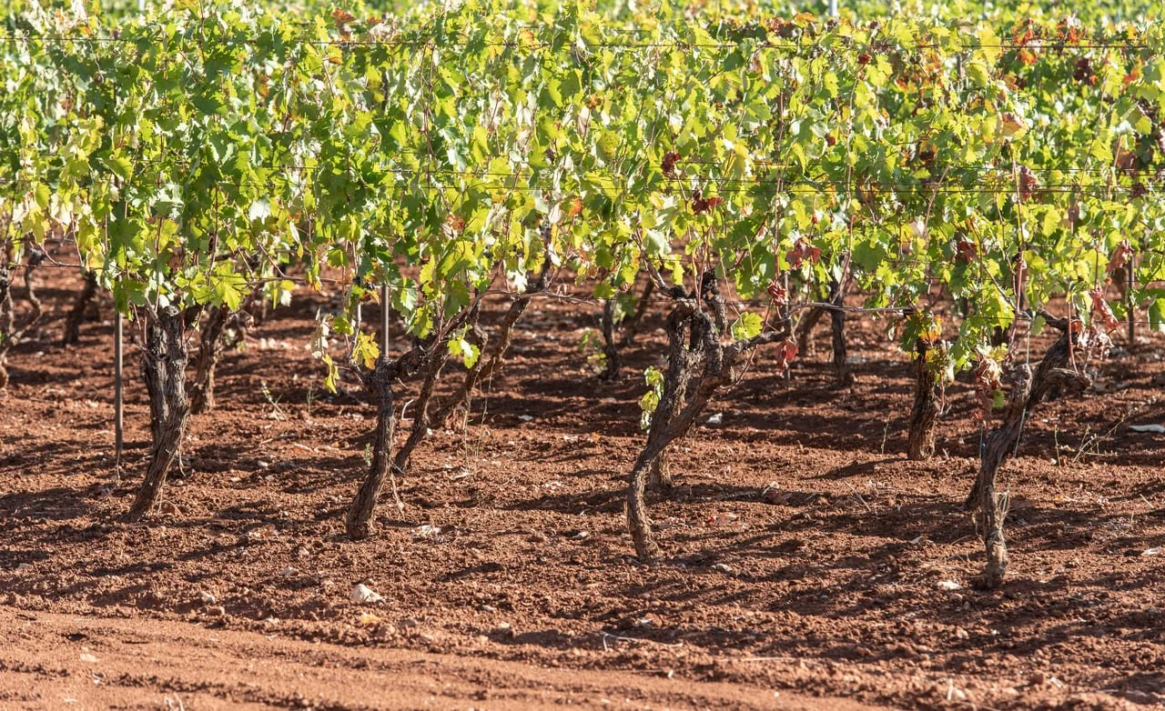 Luccarelli winery and vineyards in Puglia