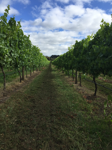 Vineyard rows used for Wickhams Road wines