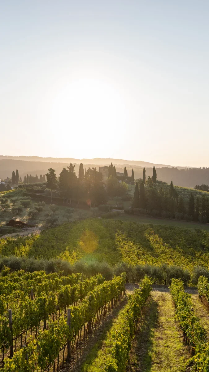 Castello di Monsanto vineyards at sunset in Chianti Classico