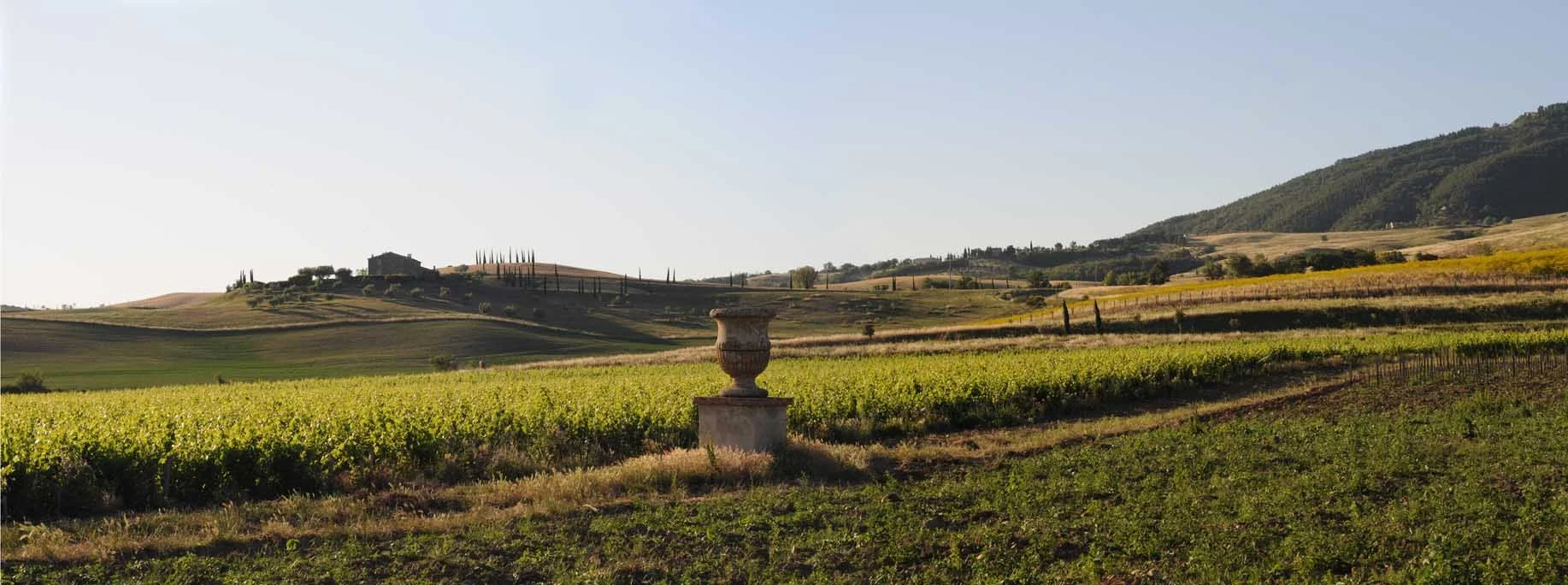 Tenuta di Trinoro vineyards in the Val d’Orcia