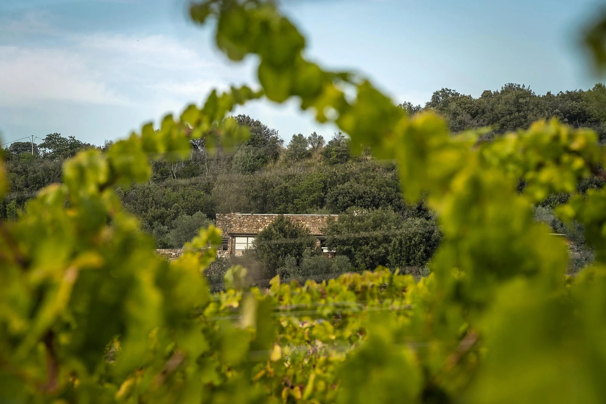 Stella di Campalto’s vineyard estate in Montalcino