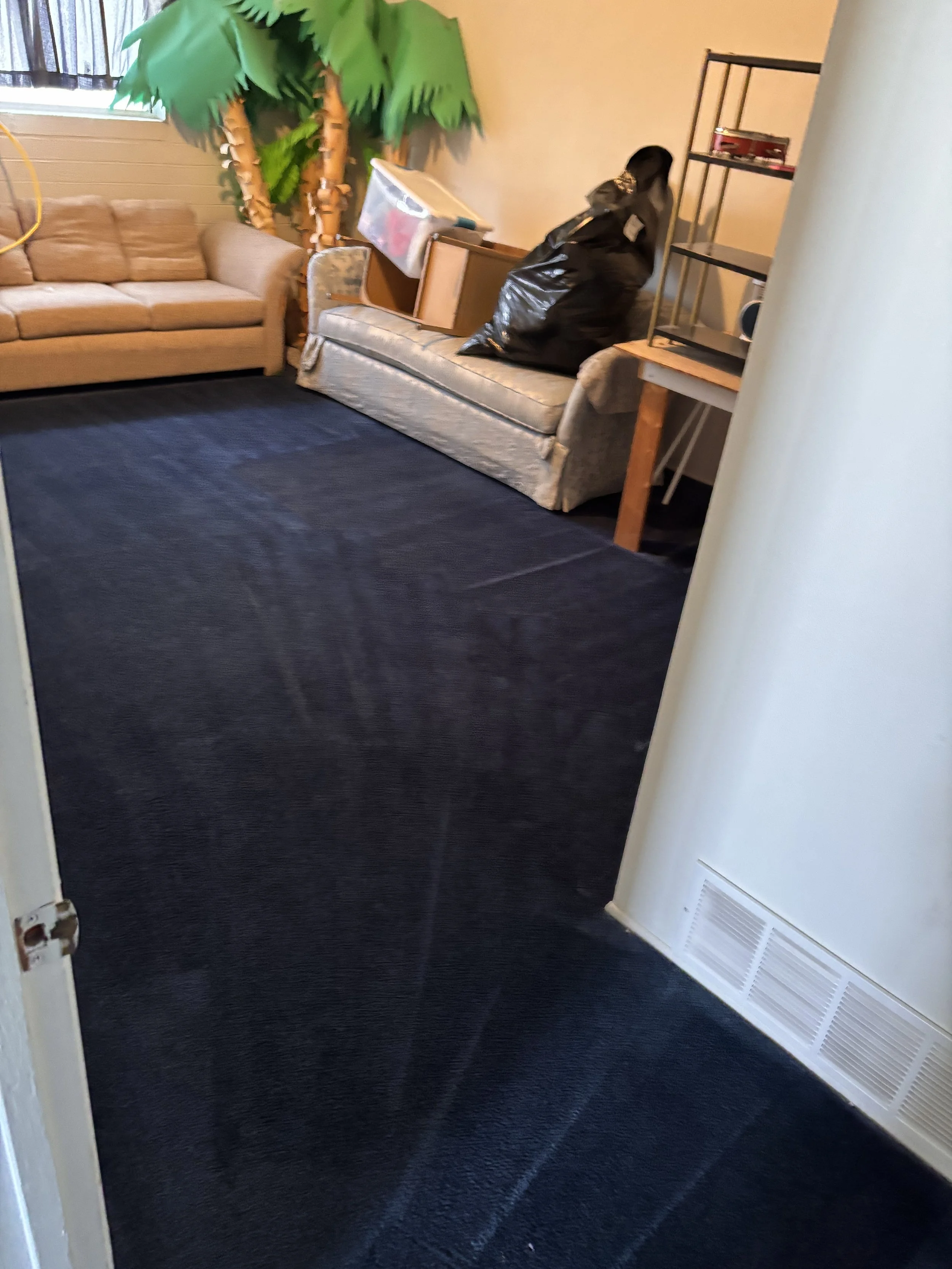 A living room corner with a beige couch, a fake large green plant, a black shelving unit with spices, and a cardboard box on the armrest of a small sofa filled with plastic bags. The room has a dark blue carpet and a window with dark curtains.