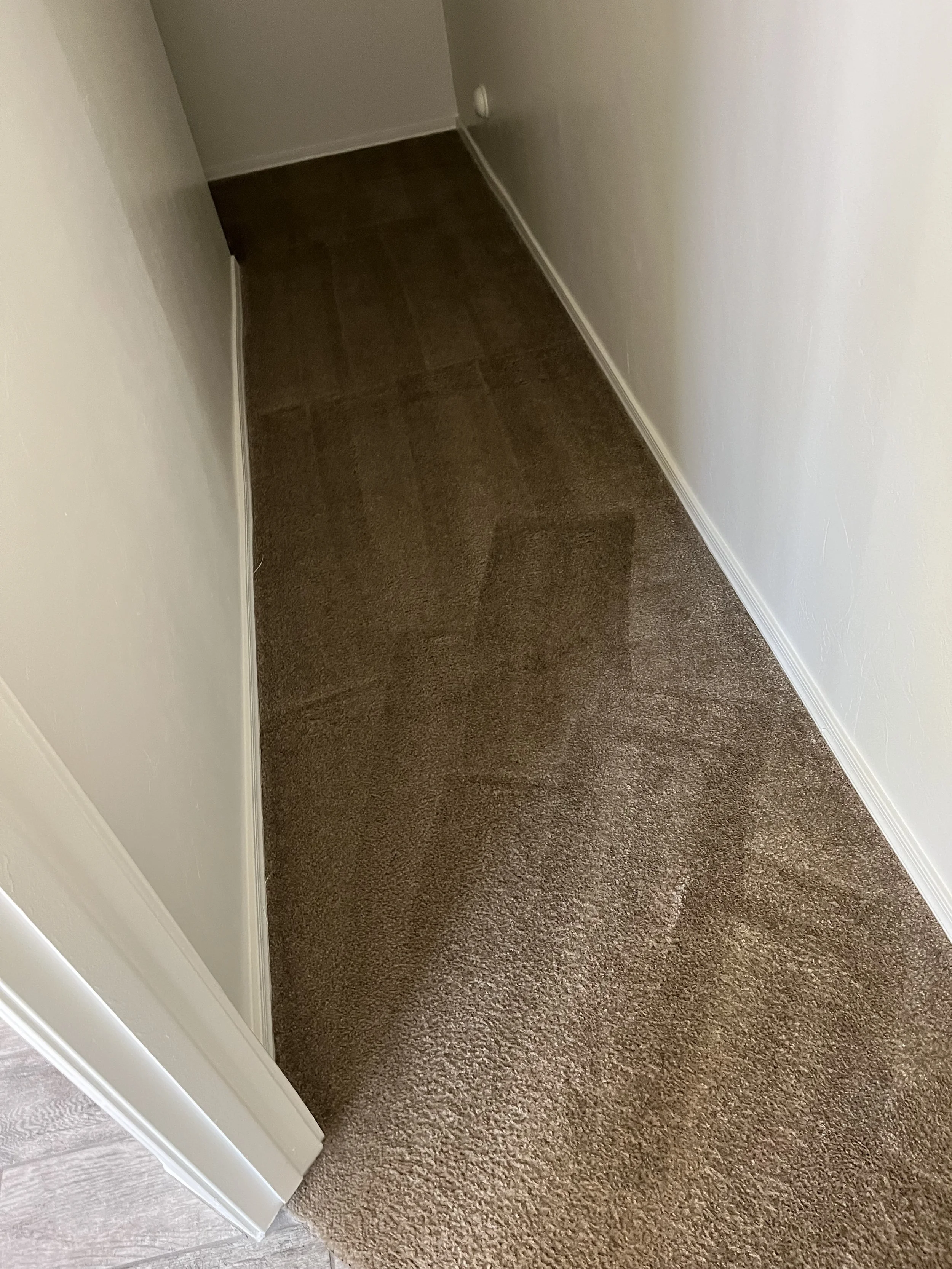 A corner of a room with brown carpeted flooring, white baseboards, a gray wall, and an electrical outlet.