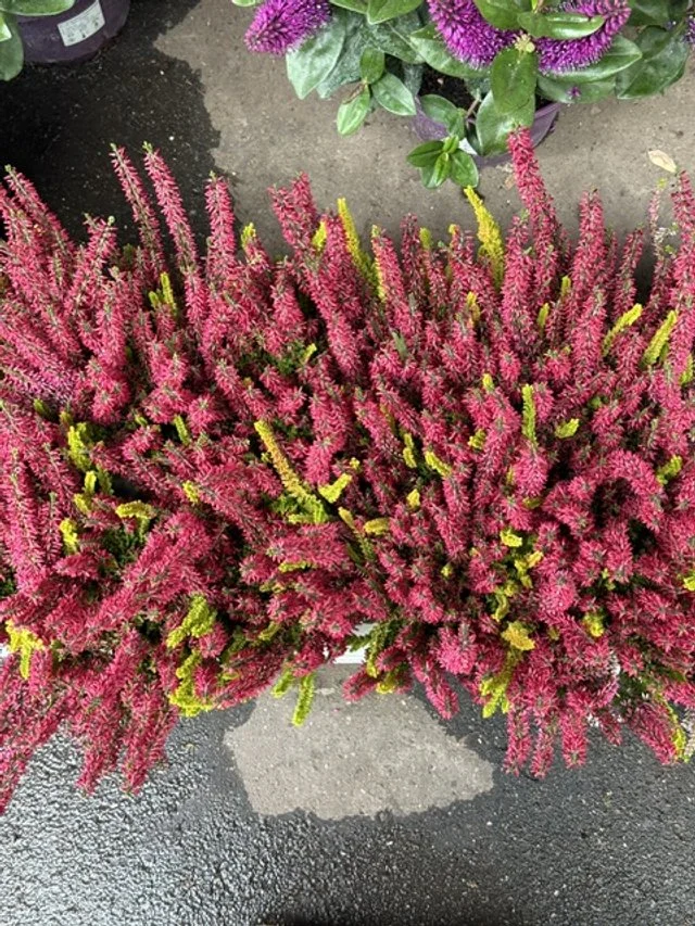 Pink and yellow flowering plants in a black pot on asphalt ground.