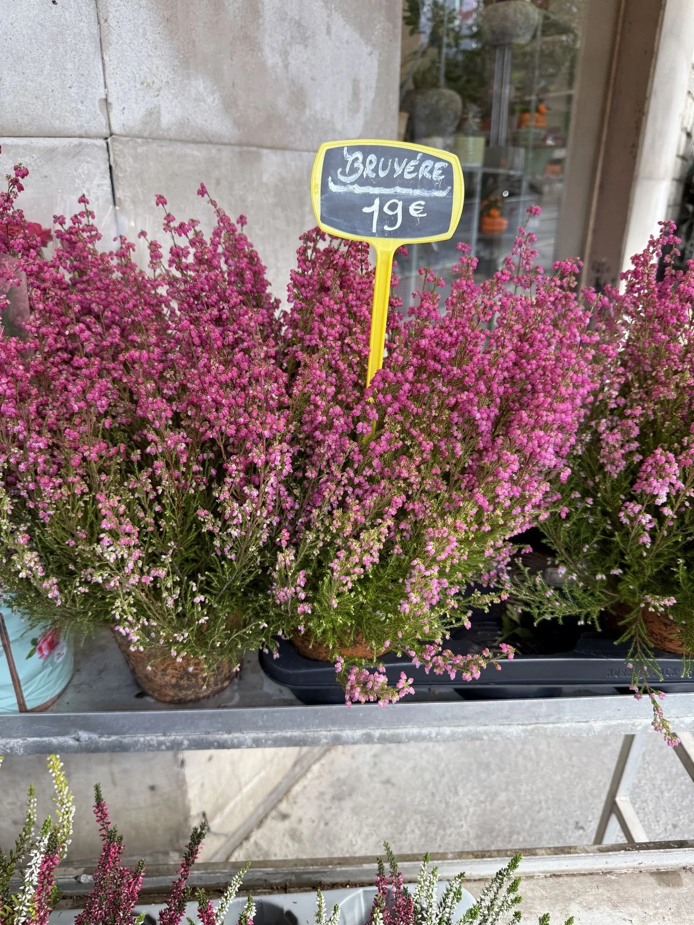 Pink heather flowers in a pot on display for sale with a yellow sign that reads 'Bruyère 19€' in front of a store window.