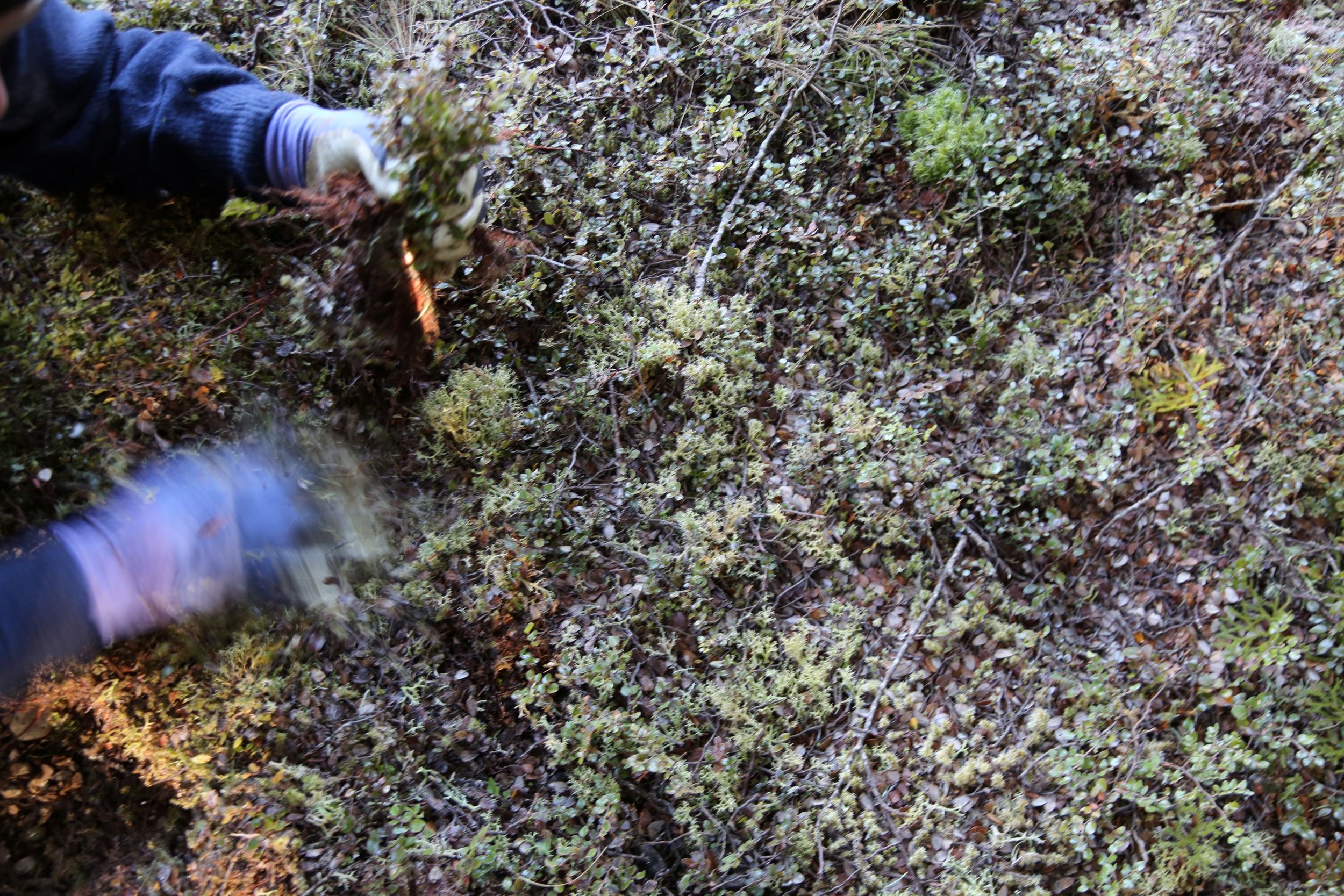picking native beech seedlings nz resized.JPG