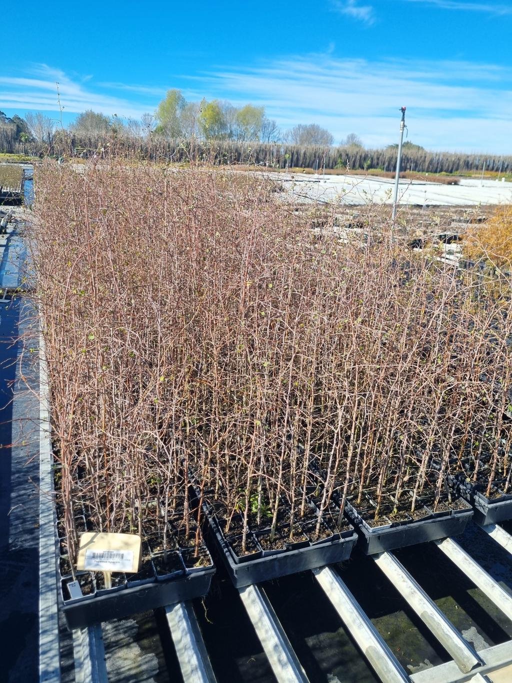Plagianthus regius T7 - Batch 3400
