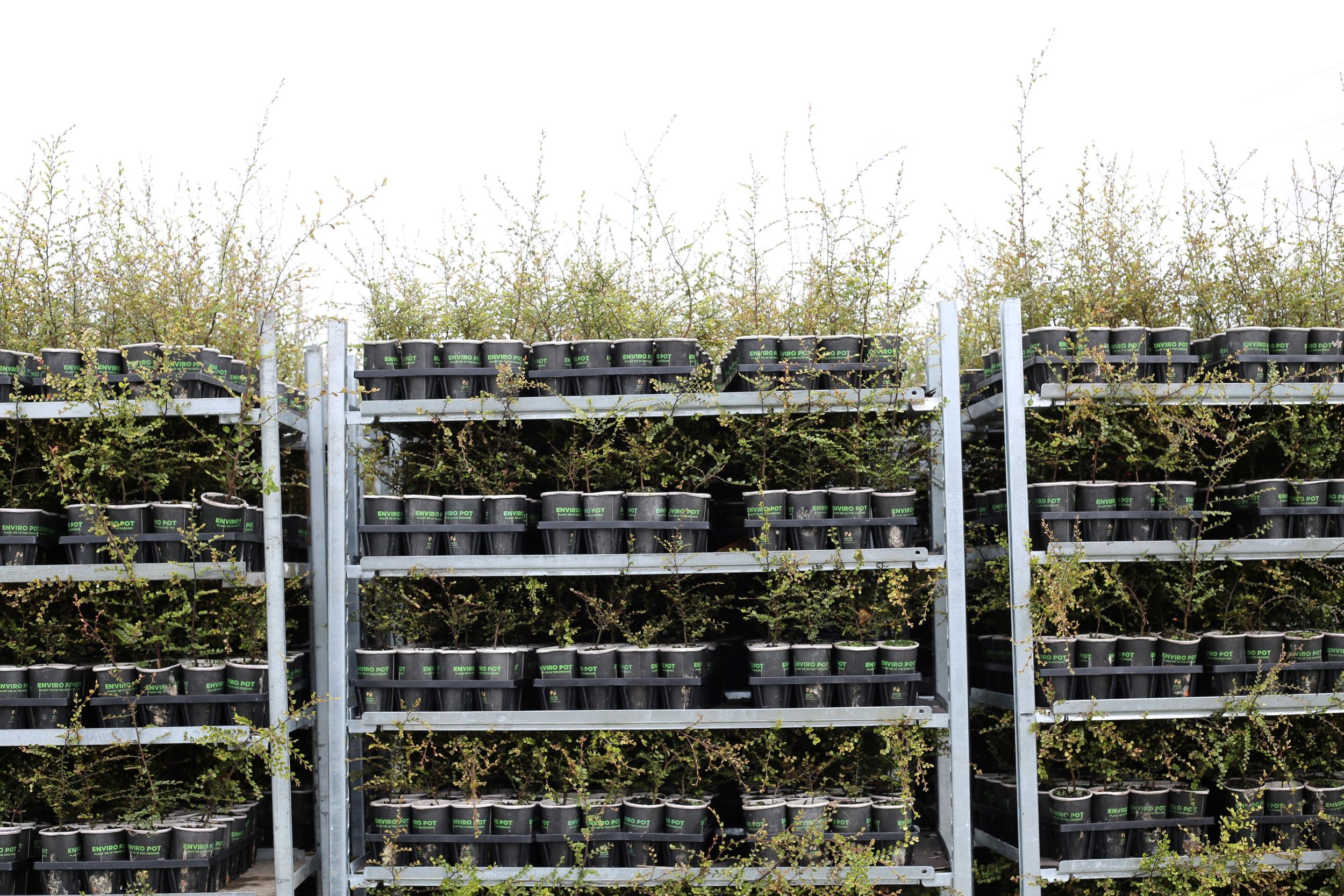 tott beech on shleves resized.JPG