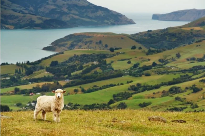 When Scale Meets Detail: Choosing the Right Plants for Different Zones in Large Landscape Projects