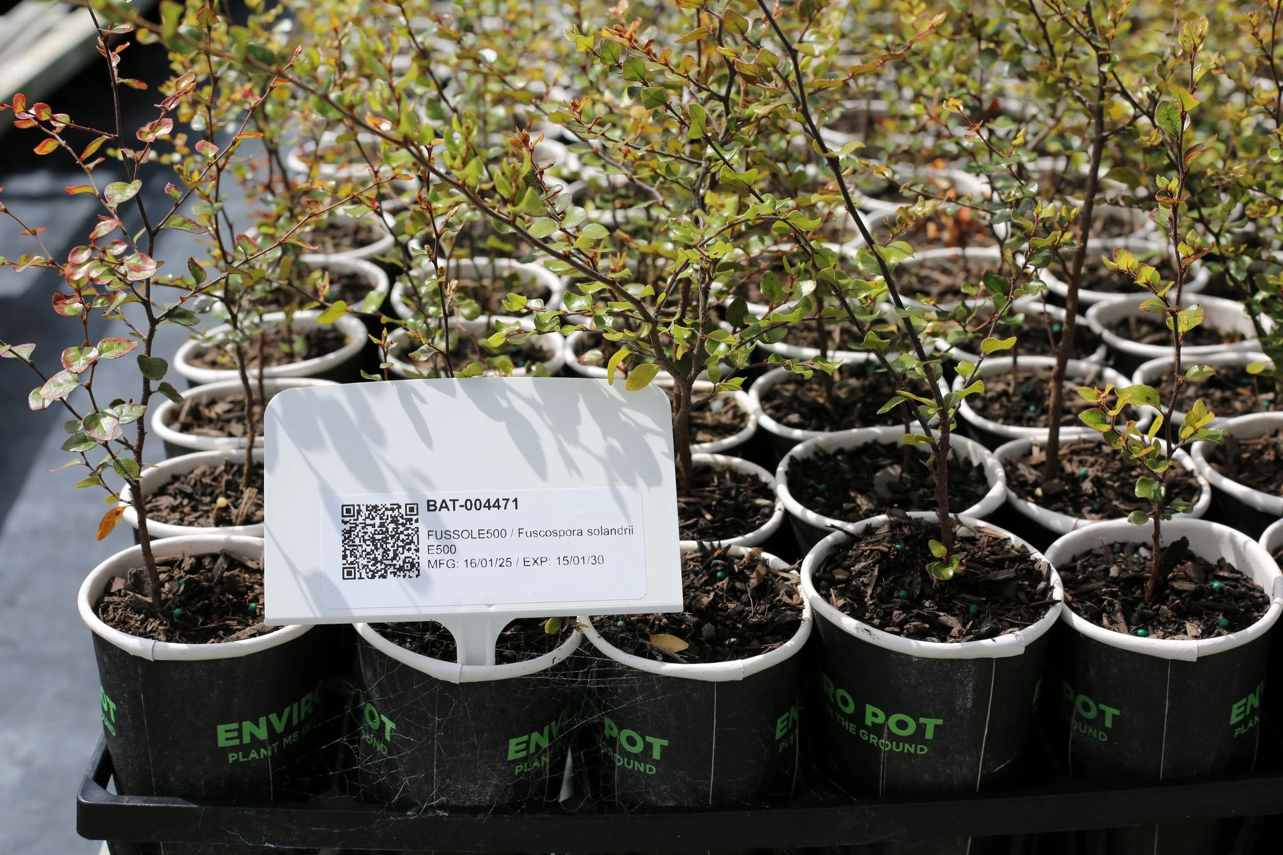 QR Code beech trees pic.JPG