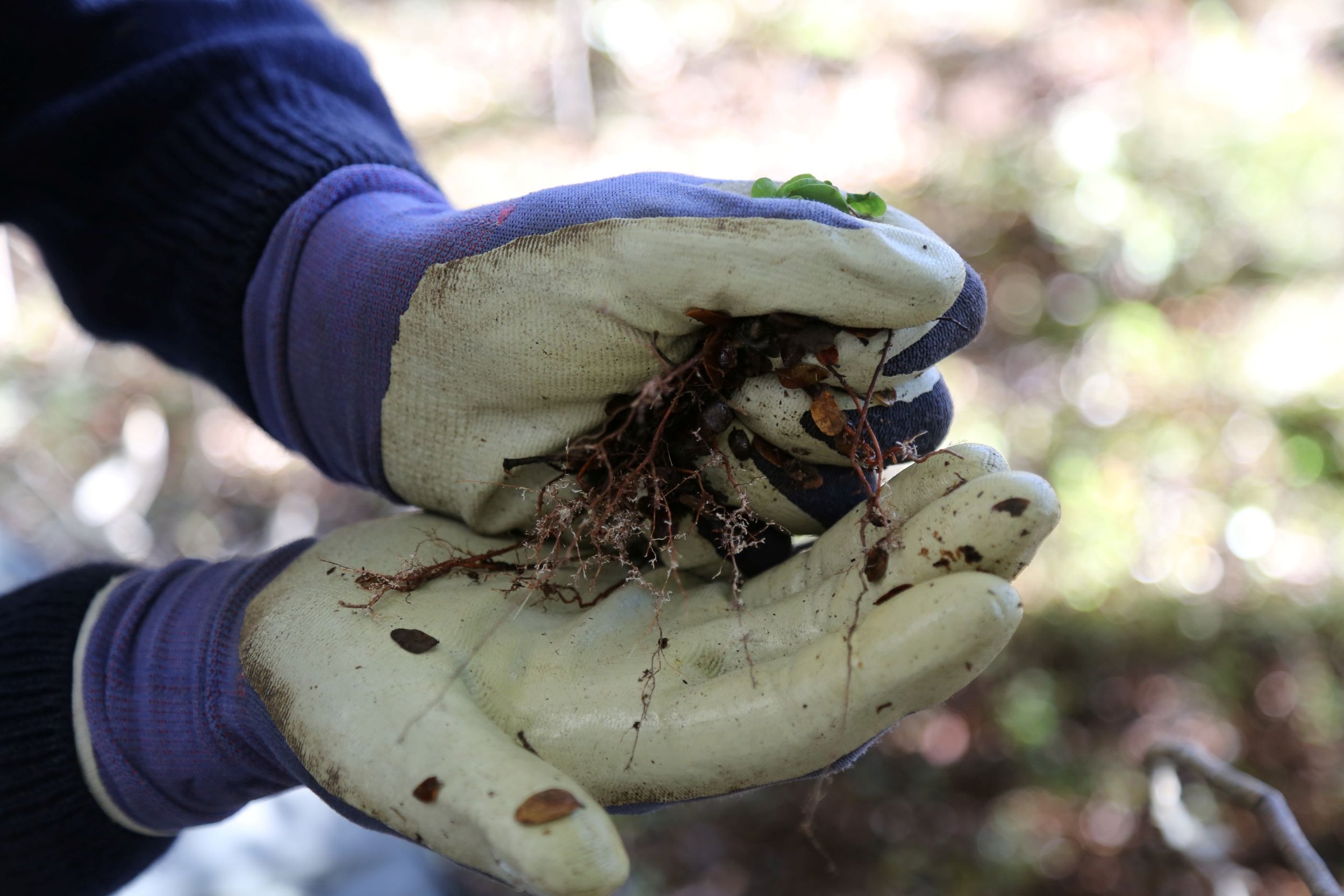 Mycorhizal on beech roots ecosourcing resized.JPG